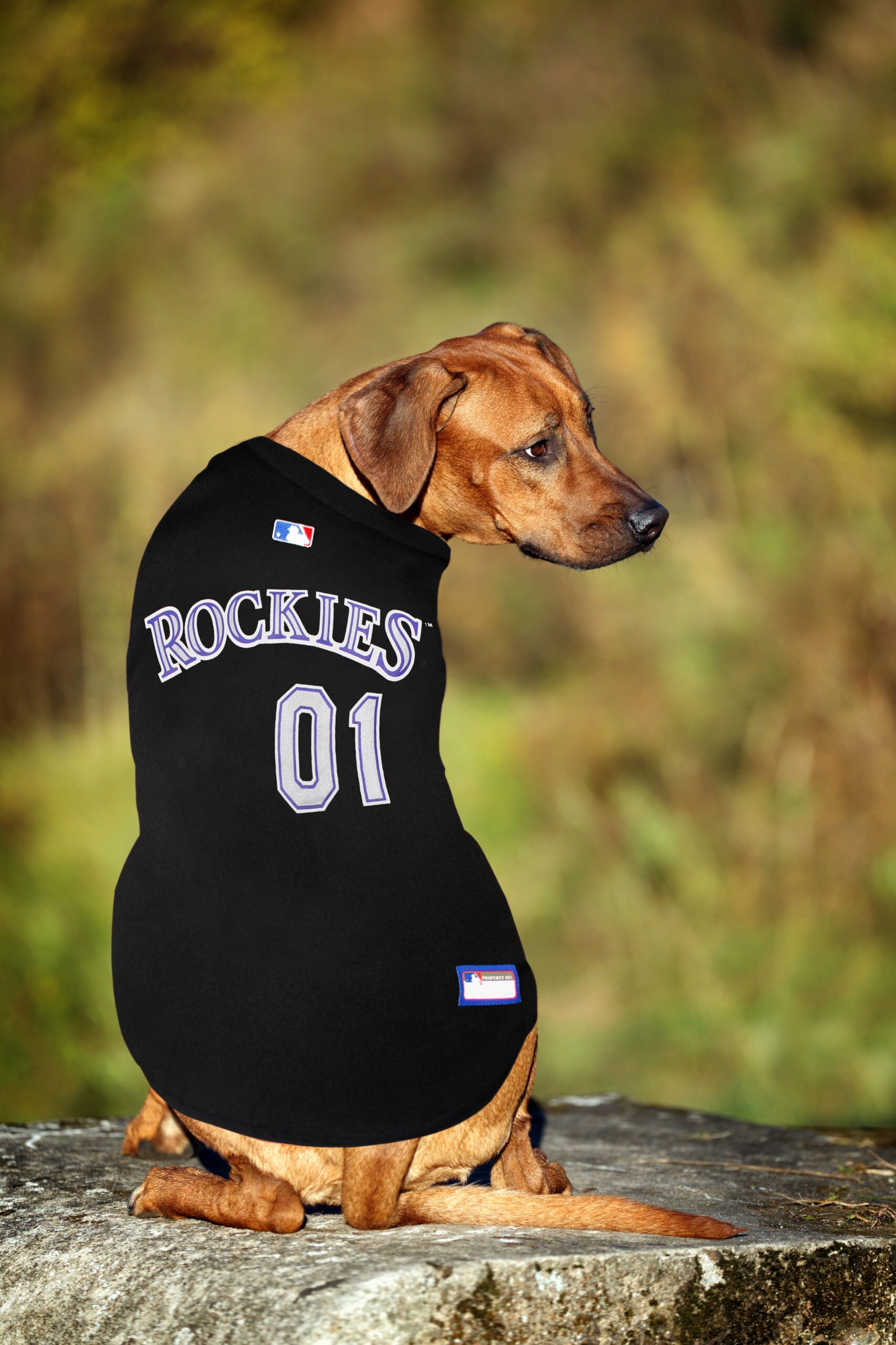Colorado Rockies Dog Jersey
