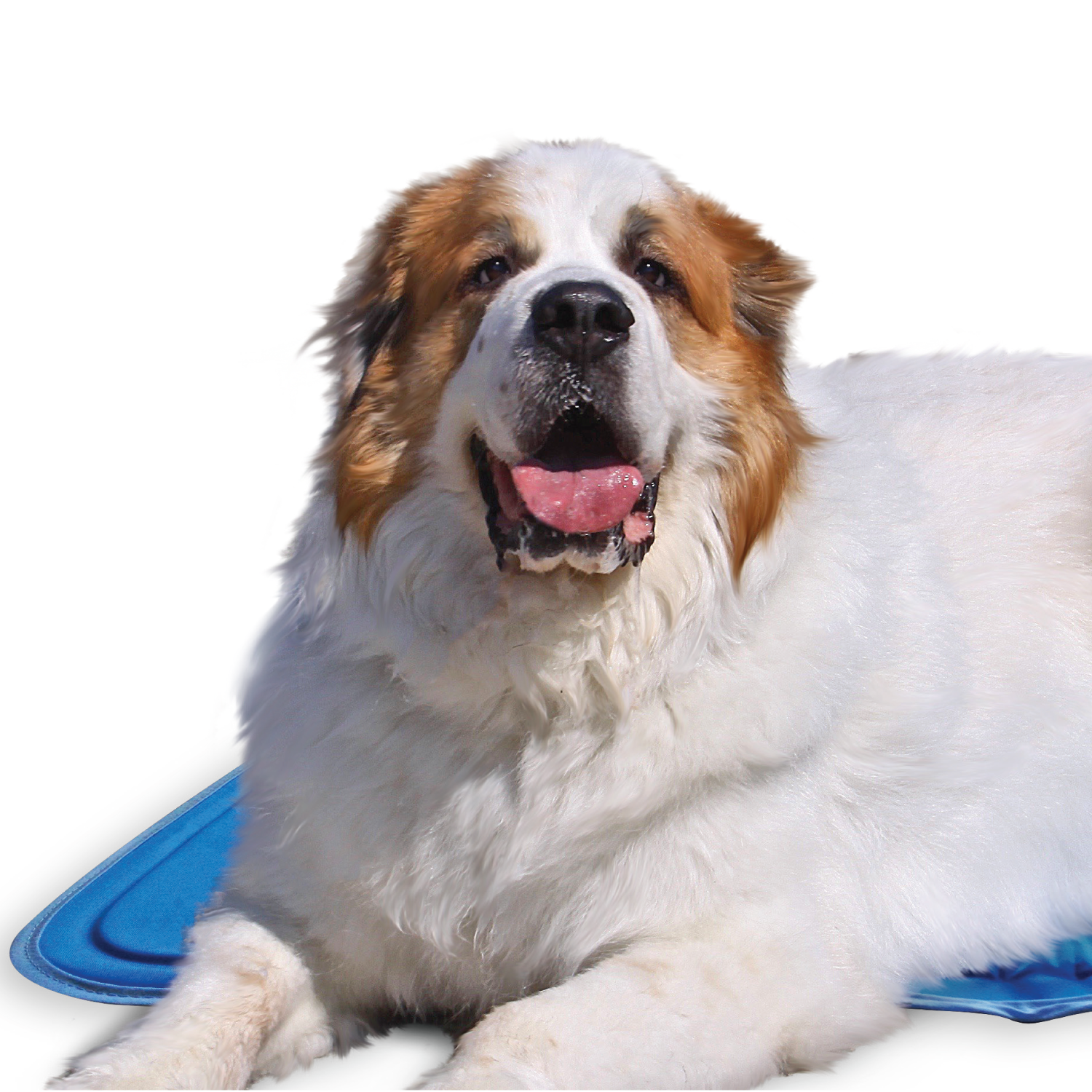 Cool Pet Pad - Image 11