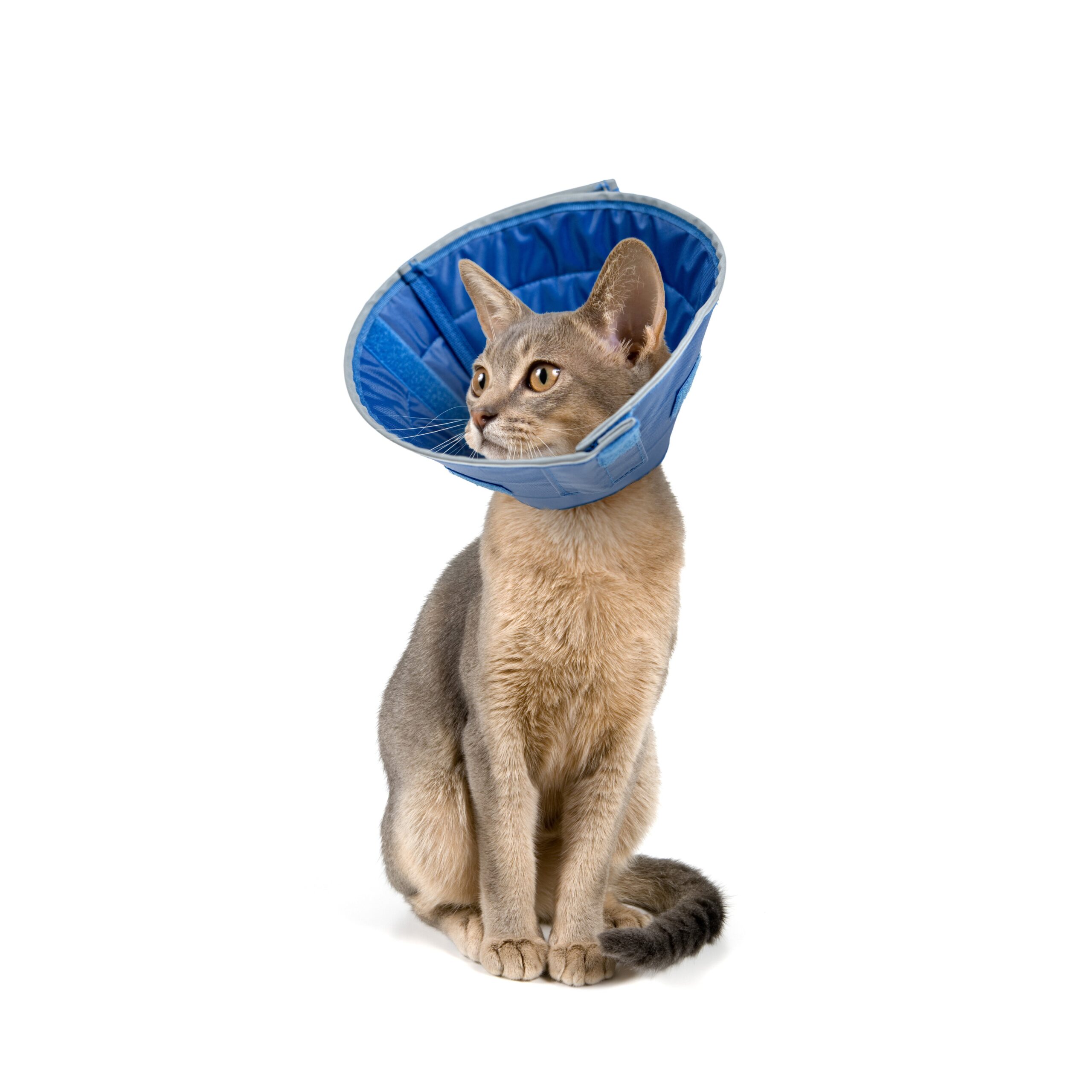 KVP CALMER™ Collar - Image 3