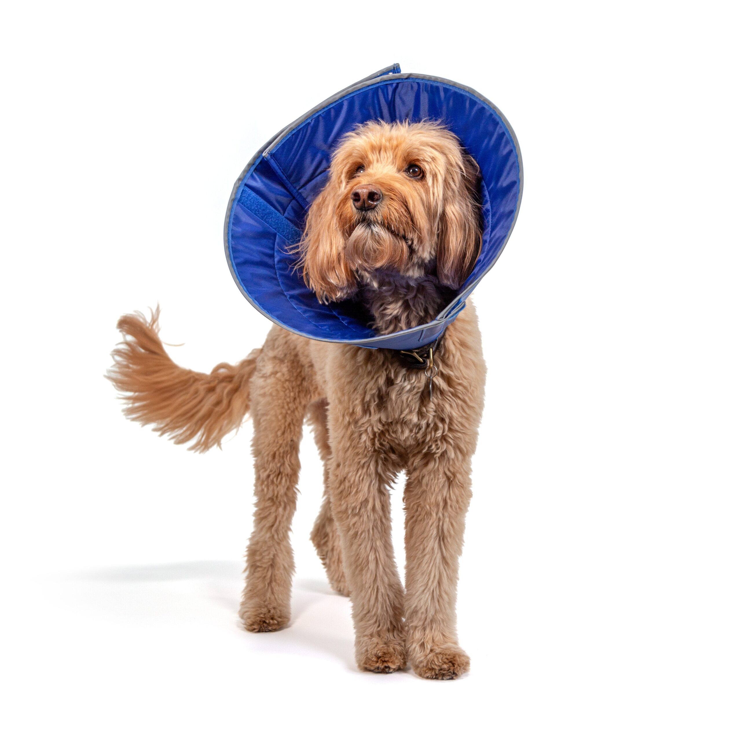 KVP CALMER™ Collar - Image 2