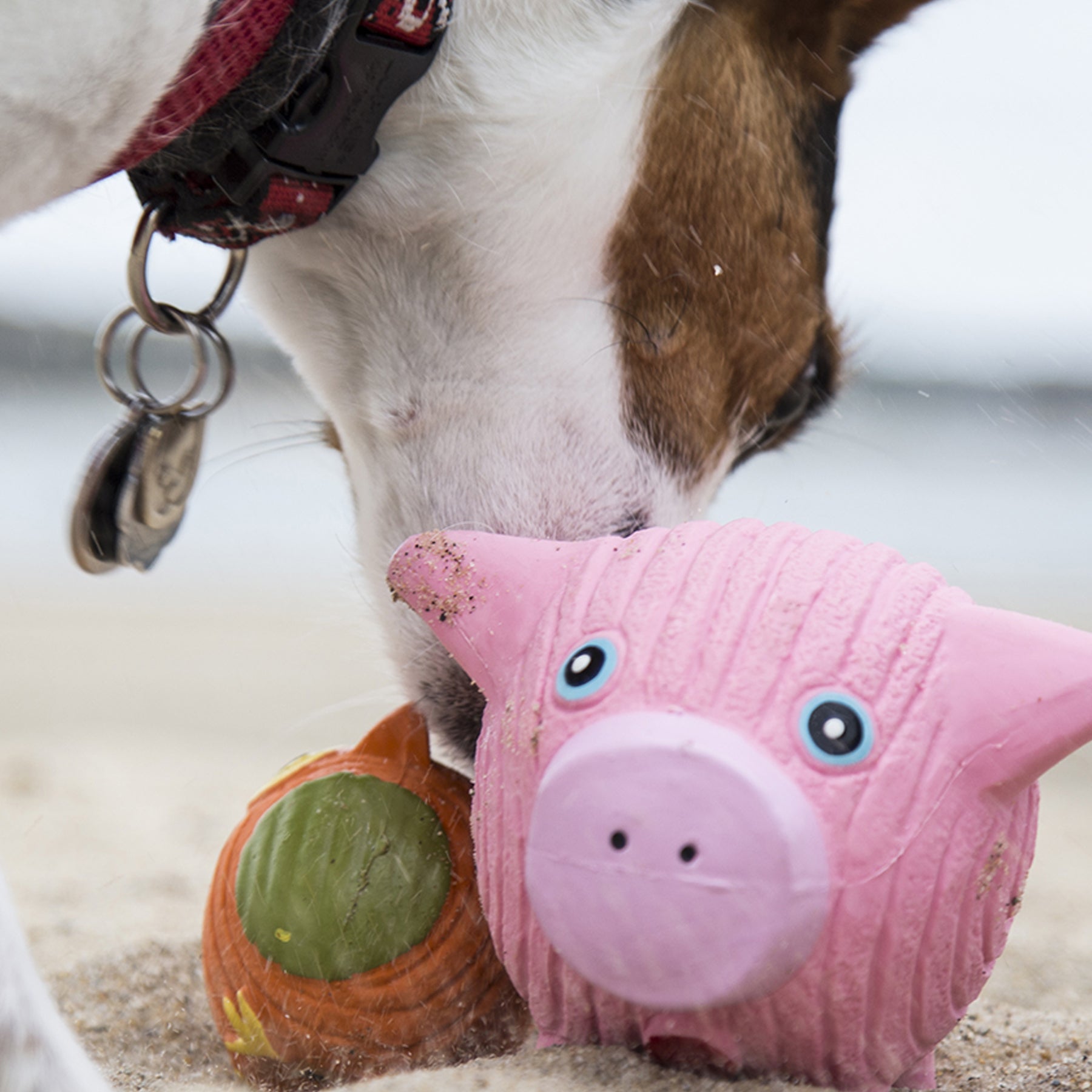 Lifestyle image of Hamlet the Pig sitting on sand. Next to Hamlet is Poppy the Owl laying down. Above Hamlet and Poppy is a white and brown furred dog.