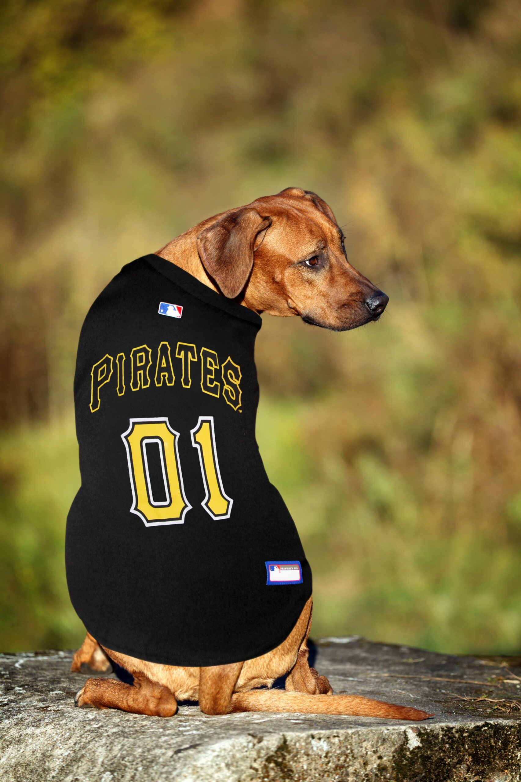 Pittsburgh Pirates Dog Jersey