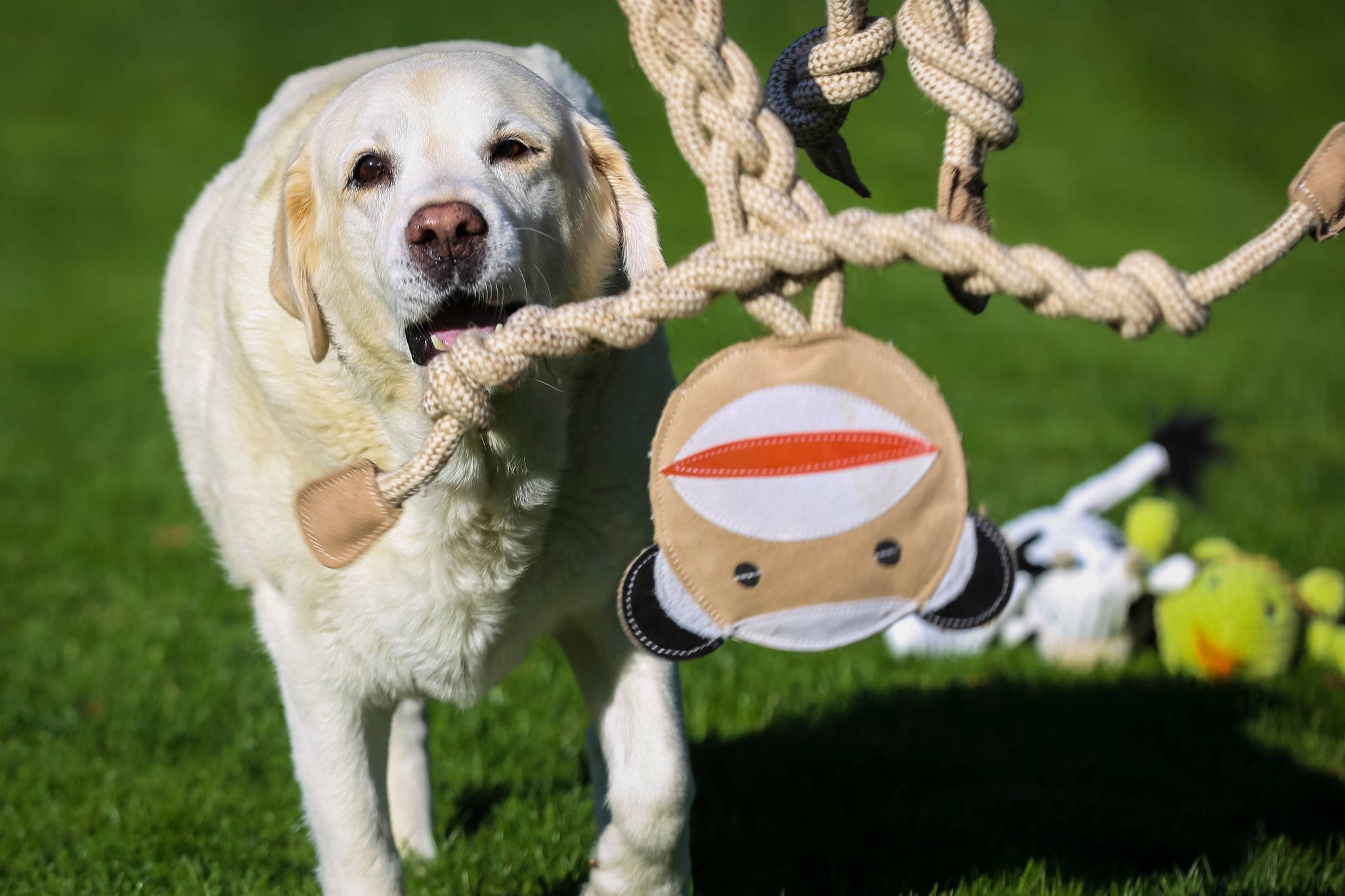 Lifestyle image of Stuey the Sock. Stuey is in the air looking at the camera, while a white furred lab dog is running towards Stuey.