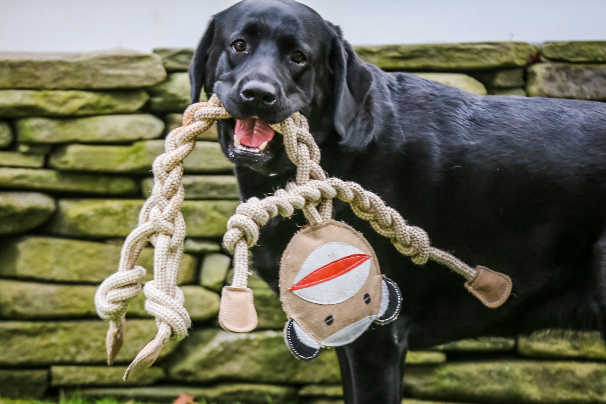 Lifestyle image of Stuey the Sock Monkey. Stuey's body is being chewed by a black lab dog that's smiling and looking at the camera.