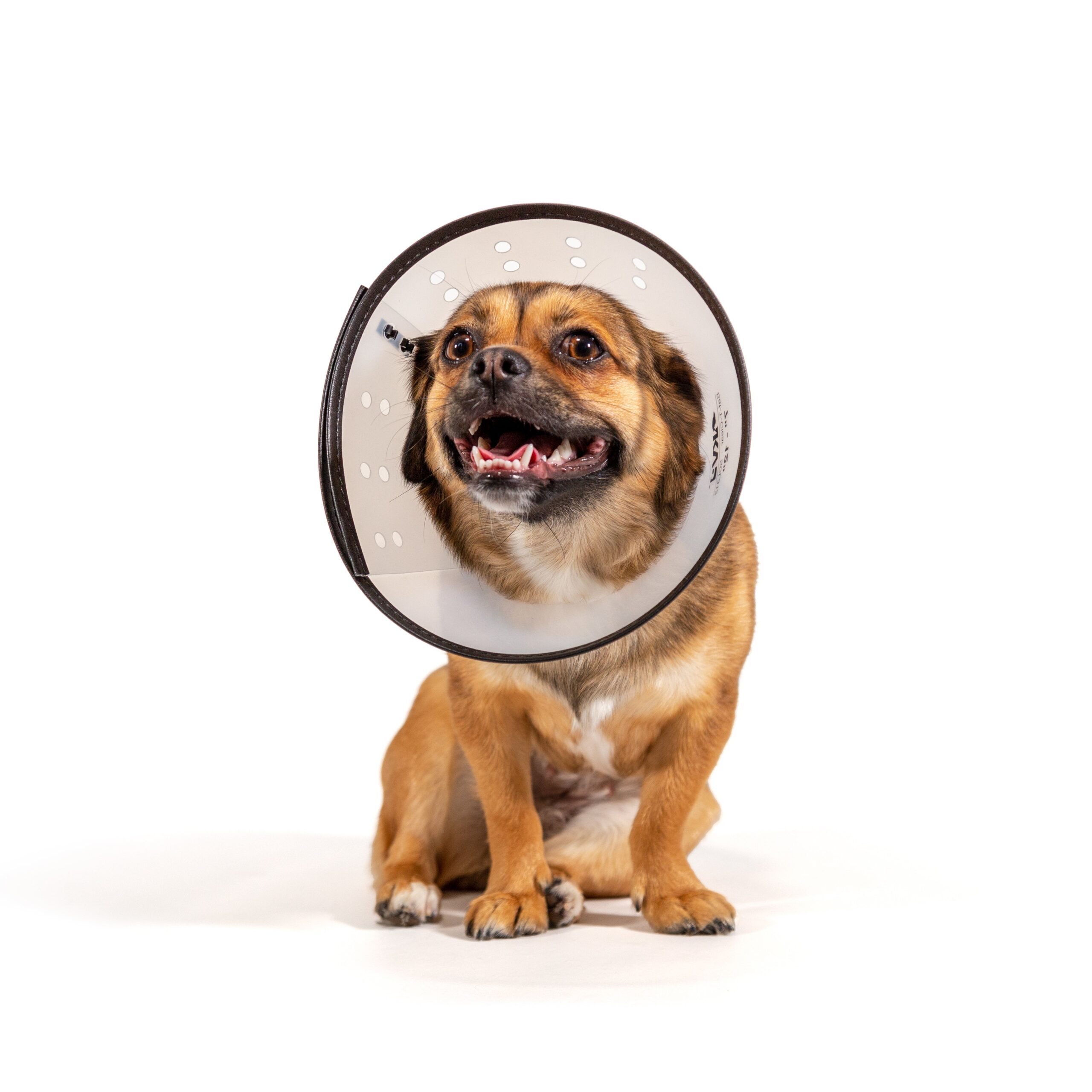 KVP SAF-T-CLEAR™ Collar - Image 4