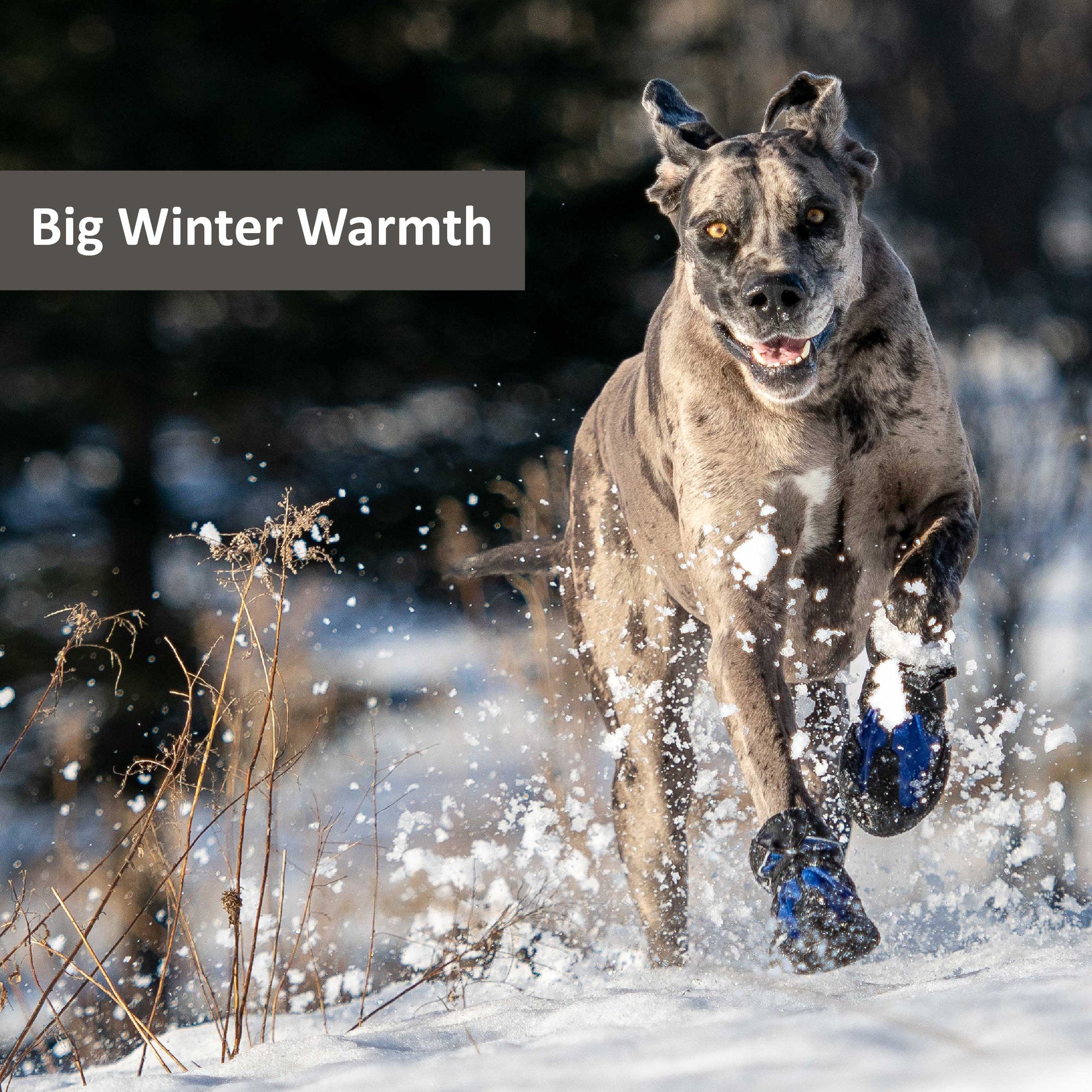 Snow Mushers - Image 11