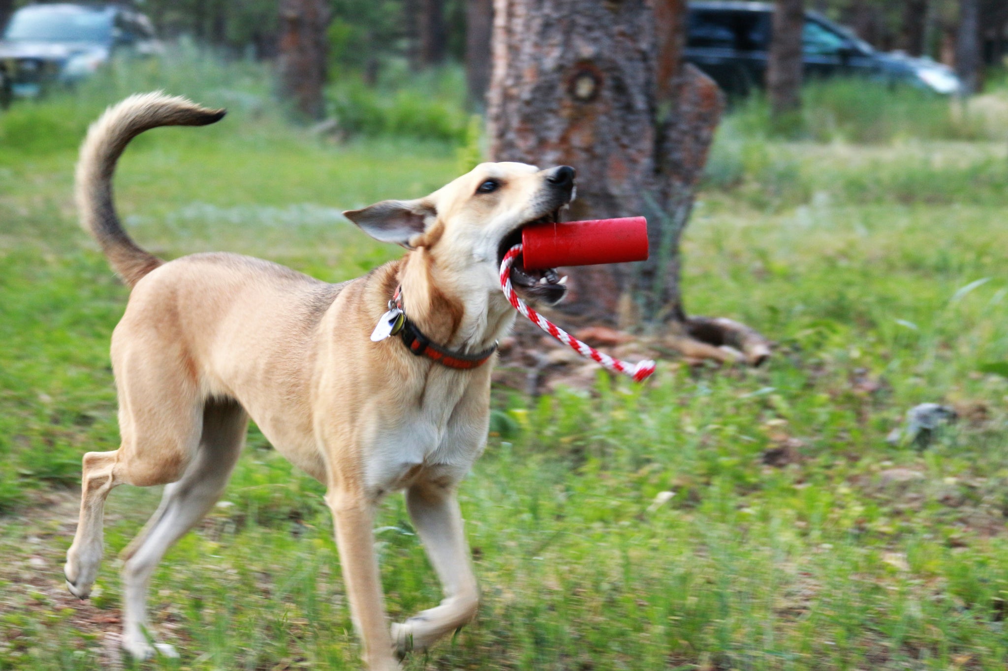 SodaPup USA-K9 Firecracker Floating Training Dummy | K9 Handler Reward Toy Red USA Made