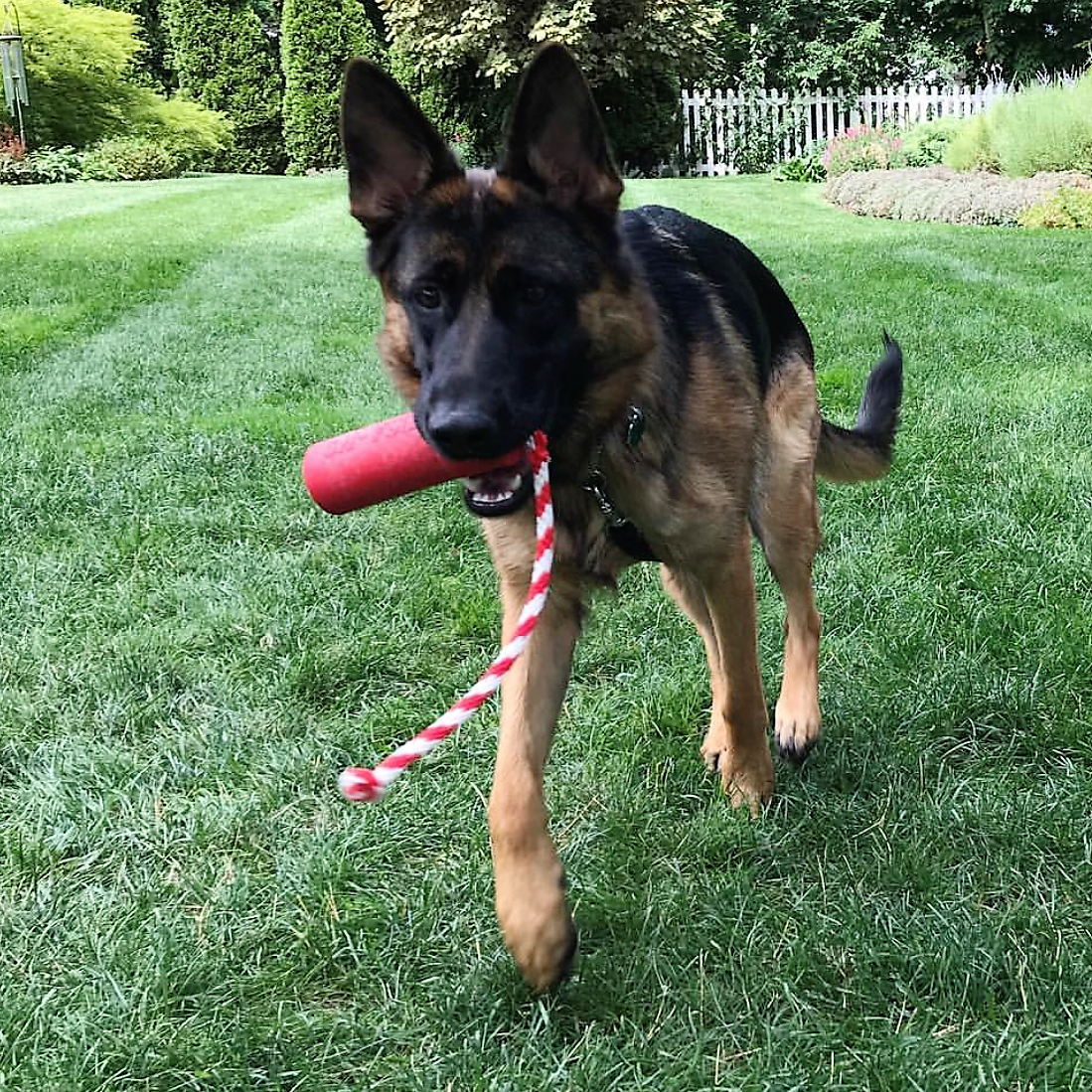 SodaPup USA-K9 Firecracker Floating Training Dummy | K9 Handler Reward Toy Red USA Made