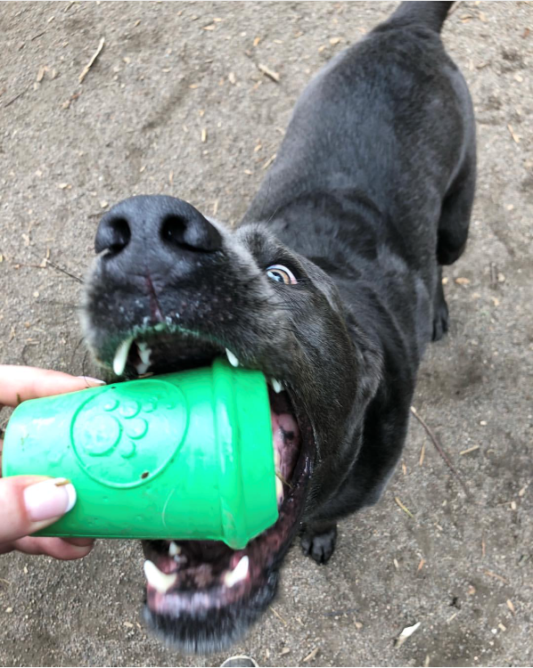 SodaPup Coffee Cup Rubber Dog Chew Toy Power Chewers | Treat Dispenser USA Made