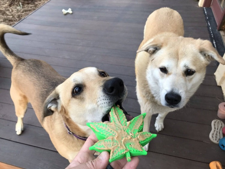 SodaPup Colorado Maple Leaf Nylon Dog Chew Toy Aggressive Chewers | USA Made