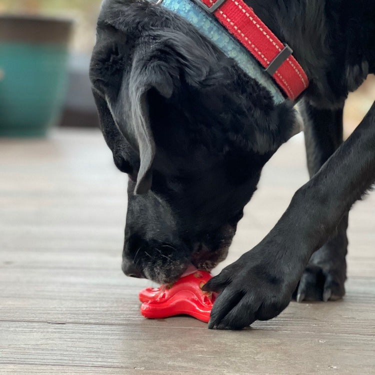 SodaPup Starfish Nylon Dog Chew Toy Aggressive Chewers | USA Made