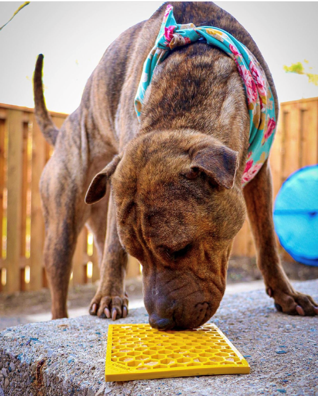 SodaPup Honeycomb eMat Enrichment Lick Mat Dogs Cats | Toy Anxiety Relief