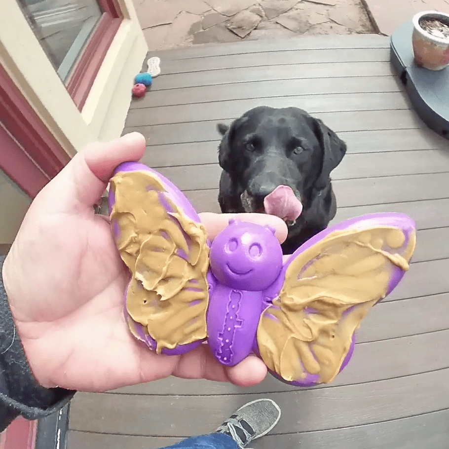 SodaPup Butterfly Nylon Chew & Enrichment Toy | 2-in-1 Aggressive Chewers