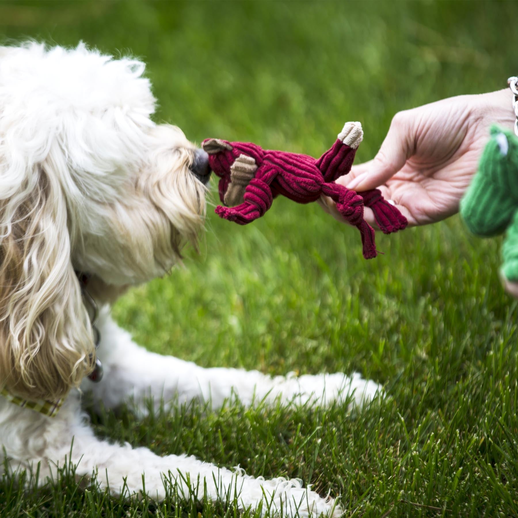 Lifestyle image of someone giving their dog the wee sized burgandy fox. The dog is smelling the toy while laying down on grass.