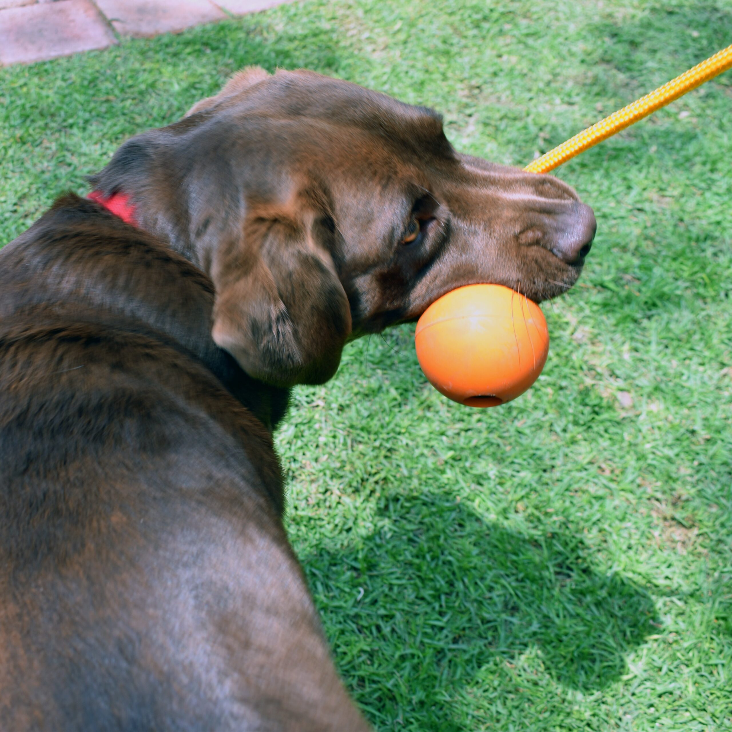 4BF Crazy Bounce Rope M - Image 3