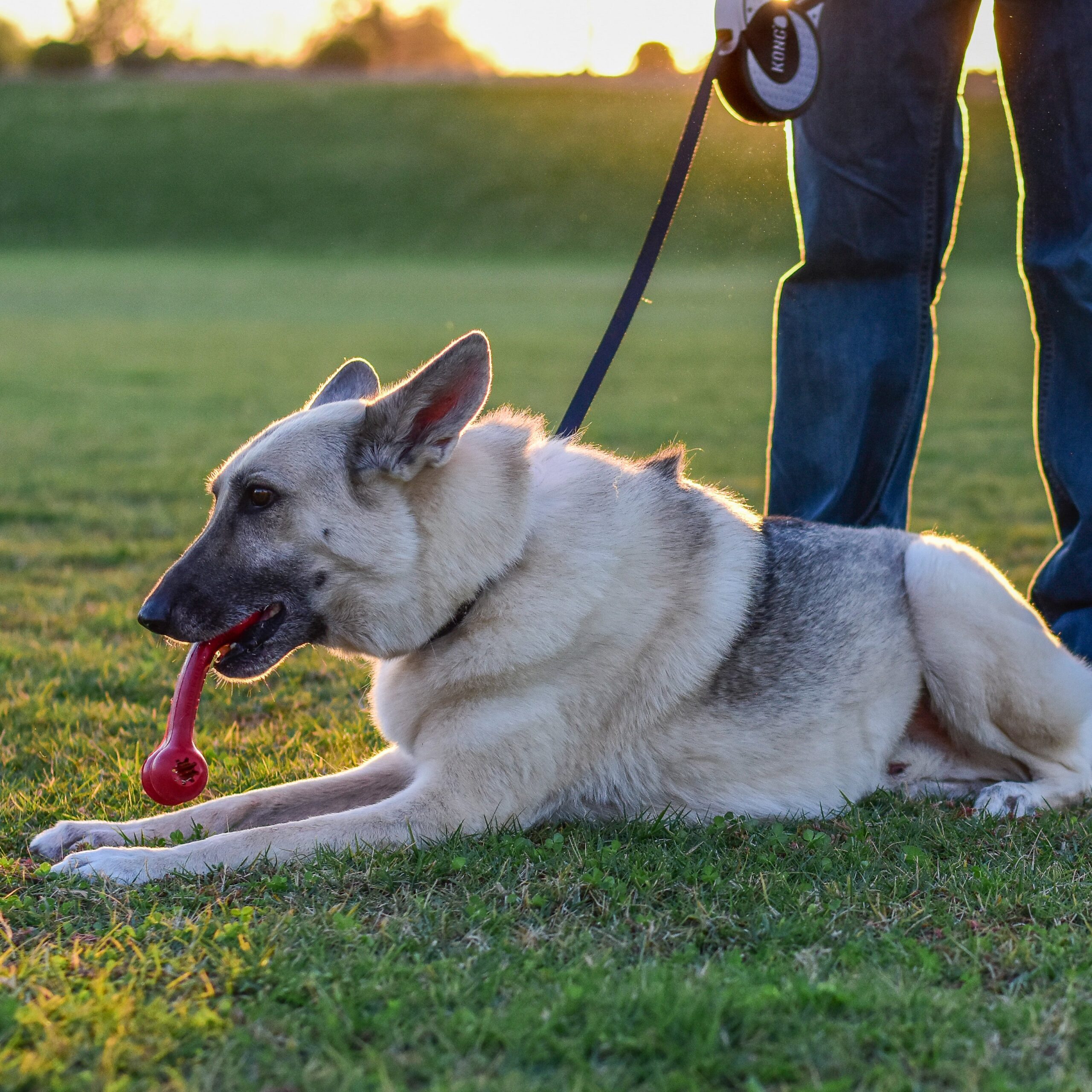KONG Retractable Leash ULTIMATE Extra Large - 3 Colors - Image 4
