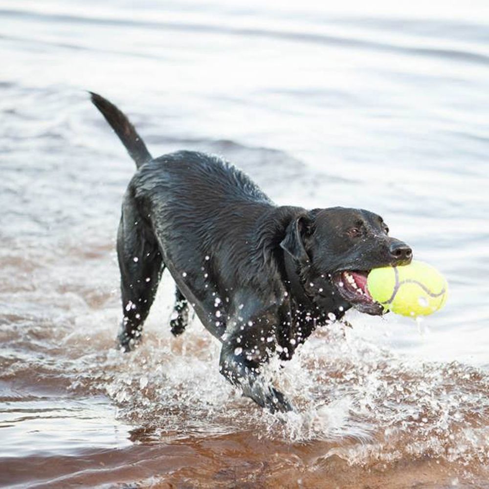 KONG Airdog® Squeaker Football - Image 5