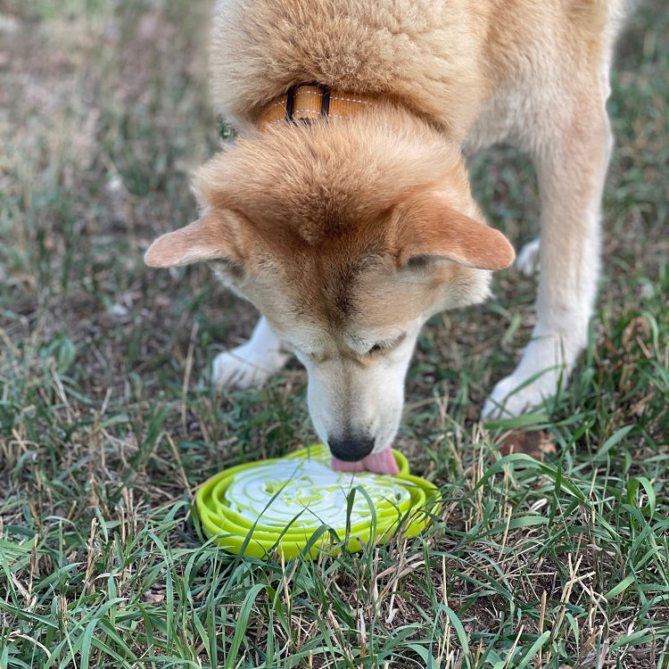 SodaPup Water Frog eTray Shallow Slow Feeder Dog Bowl Enrichment | USA Made