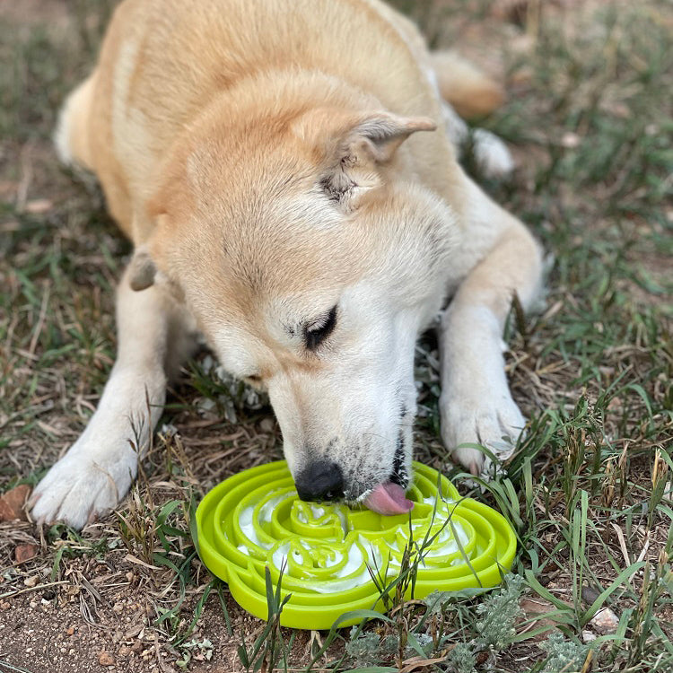 SodaPup Water Frog eTray Shallow Slow Feeder Dog Bowl Enrichment | USA Made