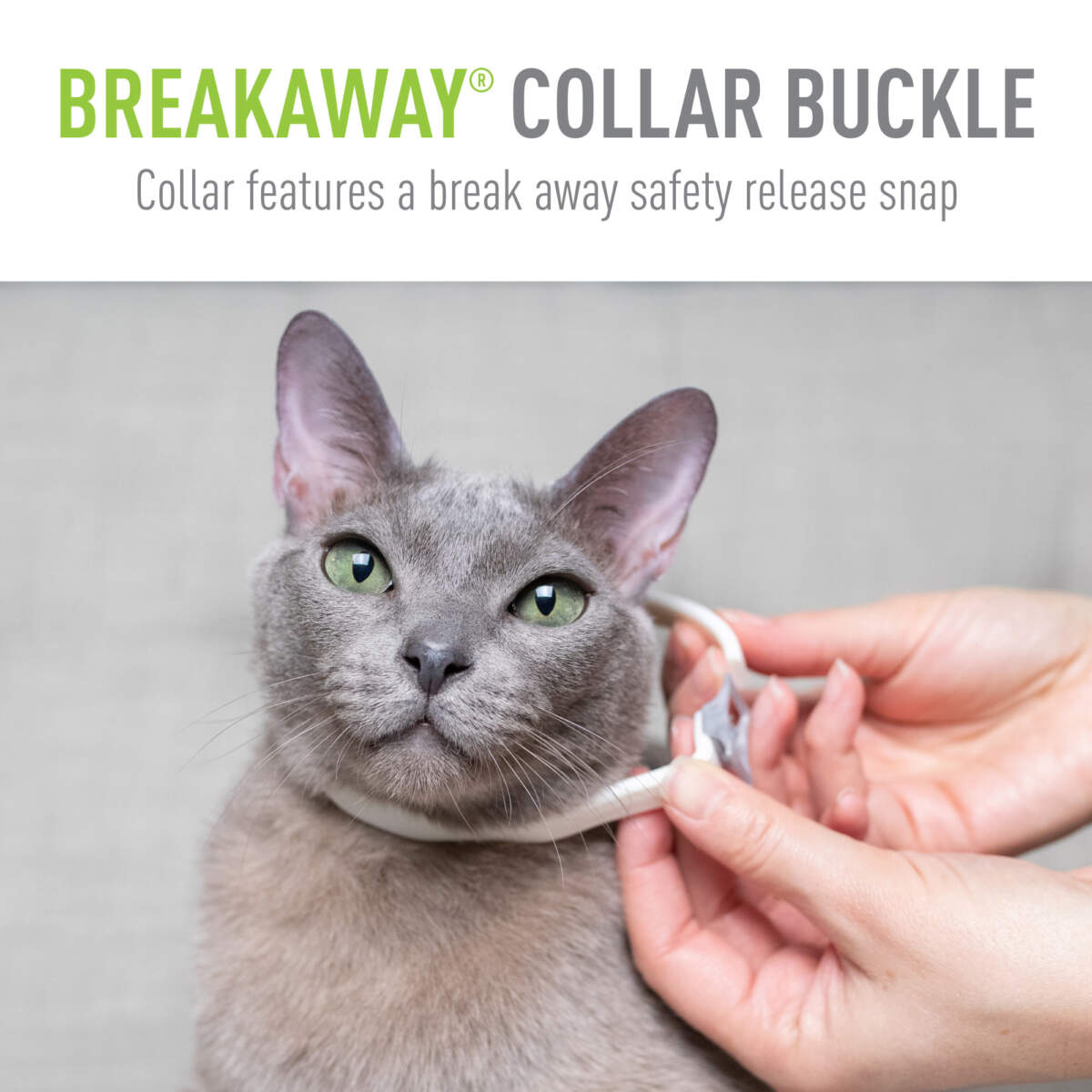 Adams Plus Flea & Tick Collar for Cats & Kittens - Image 8