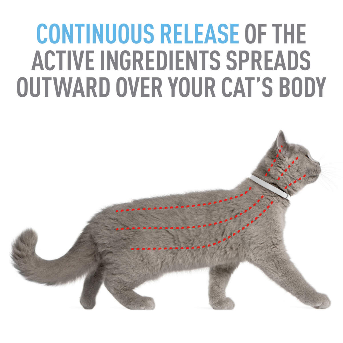 Adams Plus Flea & Tick Collar for Cats & Kittens - Image 7