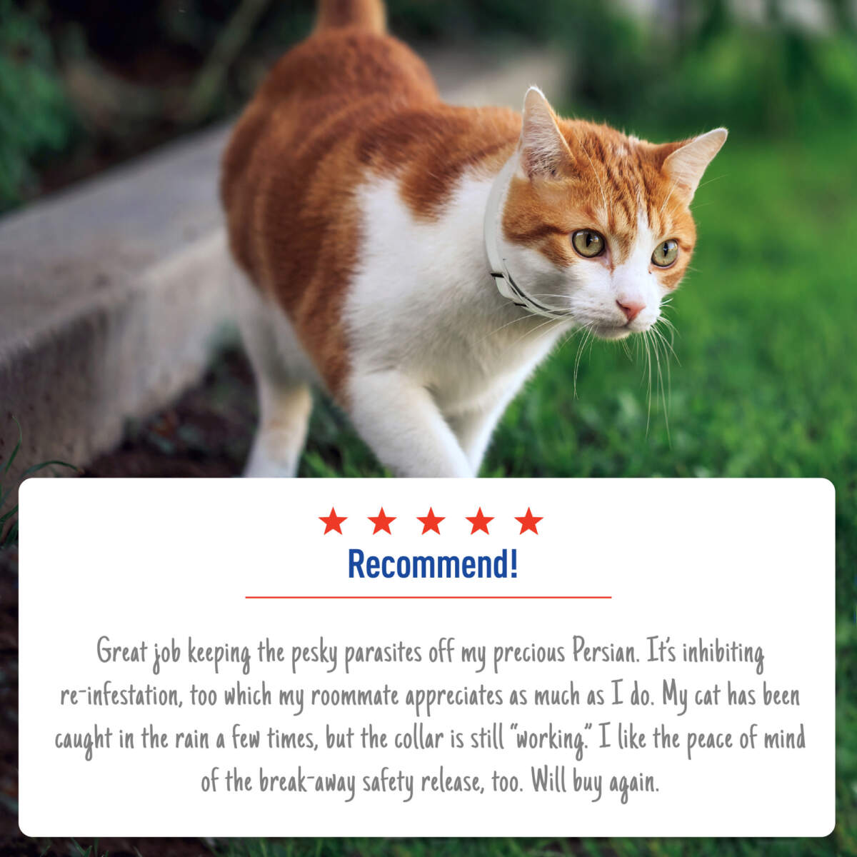 Adams Plus Flea & Tick Collar for Cats & Kittens - Image 4