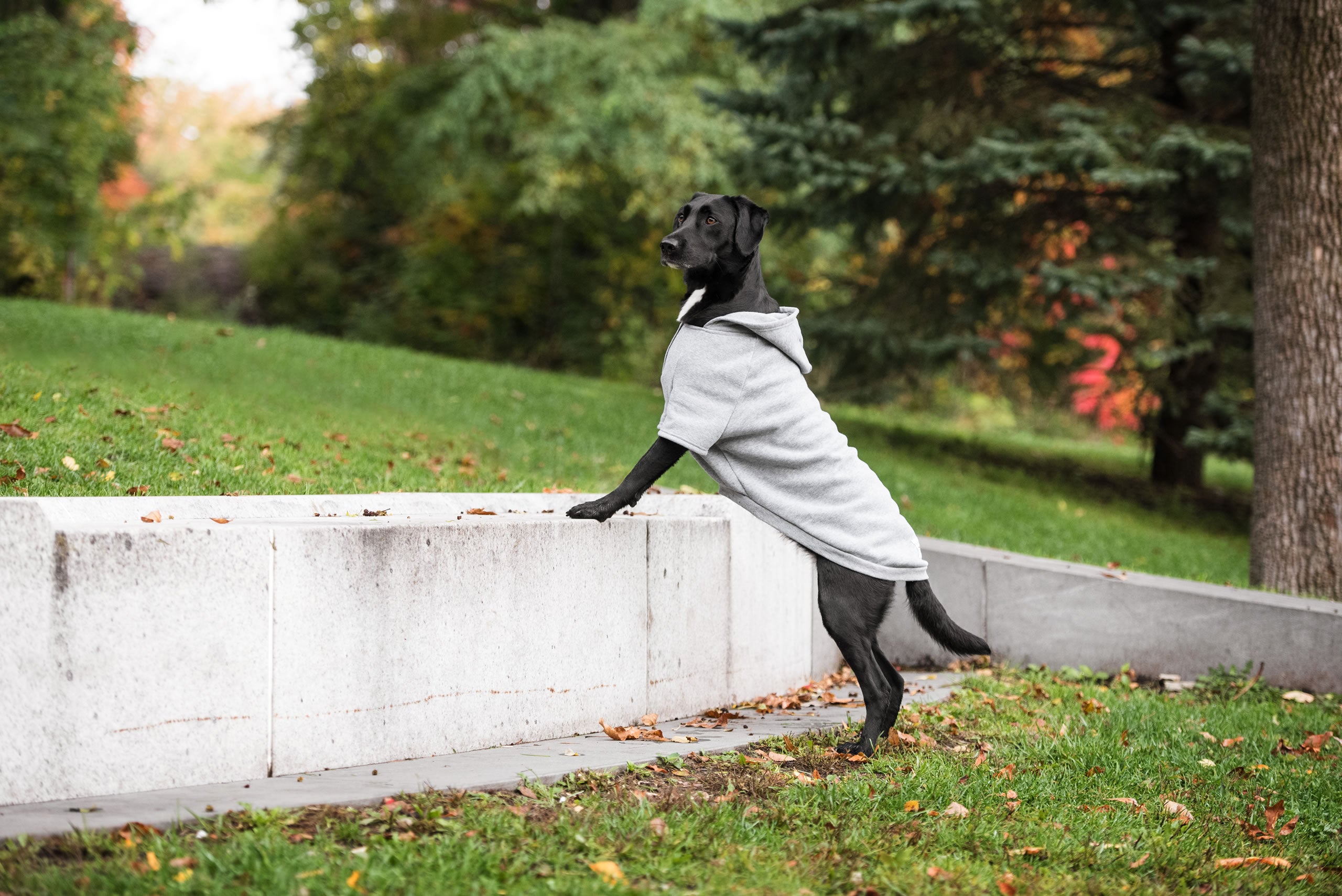 Brave Bark Hooded Dog Fleece - Heather Grey - Image 2