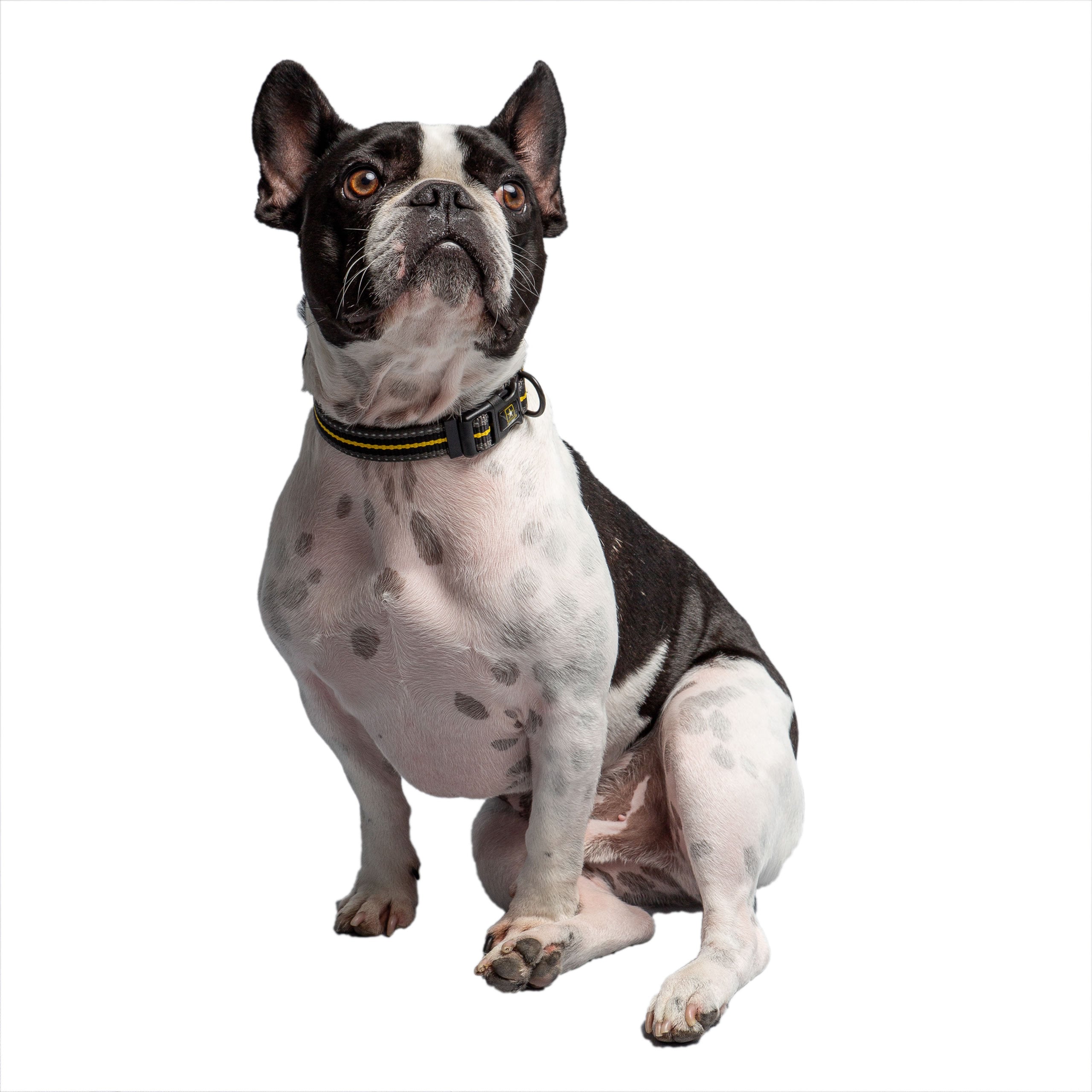 US Army Dog Collar - Dark Camo - Image 2