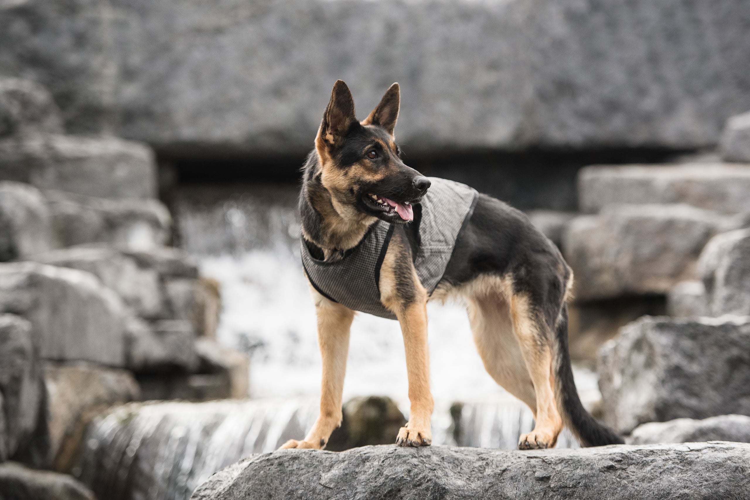 US Army Dog Cooling Vest - Grey - Image 3