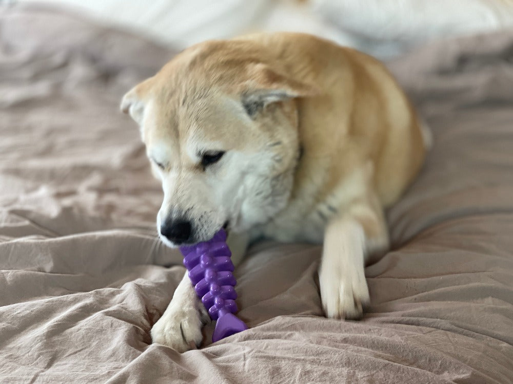 SodaPup Fish Bone Nylon Dog Toy Aggressive Chewers | USA Made