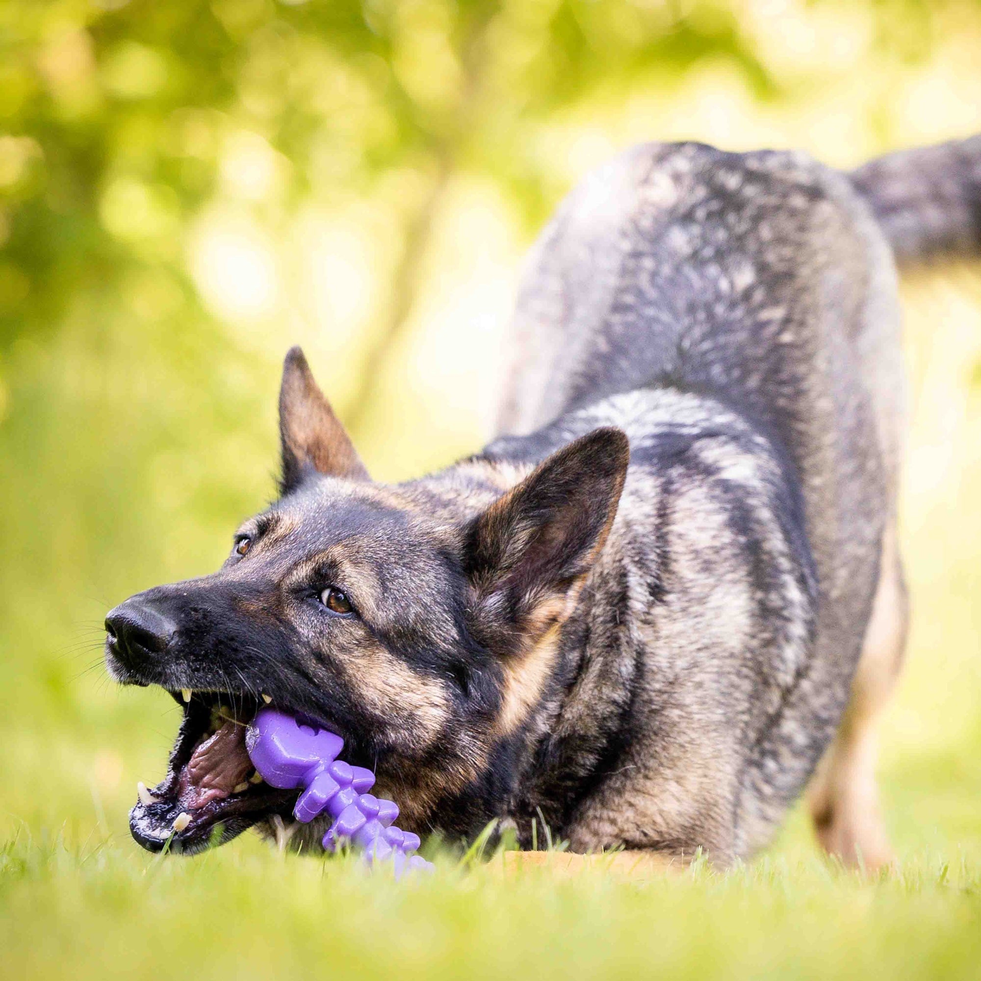 SodaPup Fish Bone Nylon Dog Toy Aggressive Chewers | USA Made