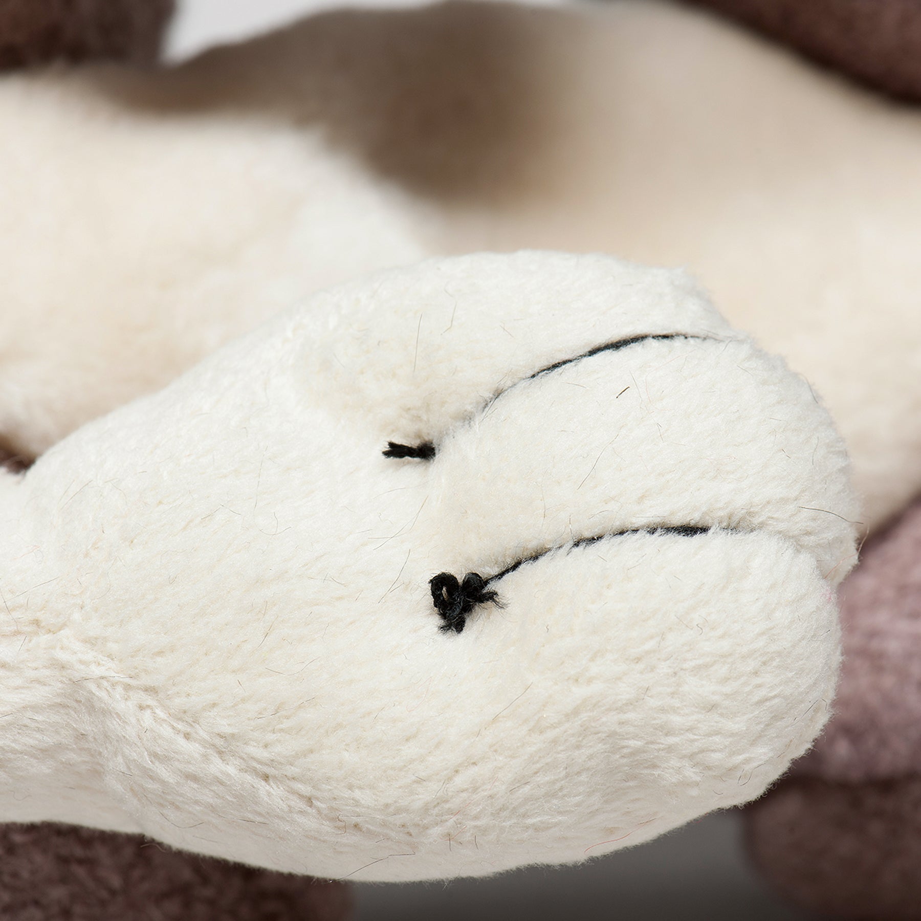 Close up image of the Feller Squirrel white paw with black lining.