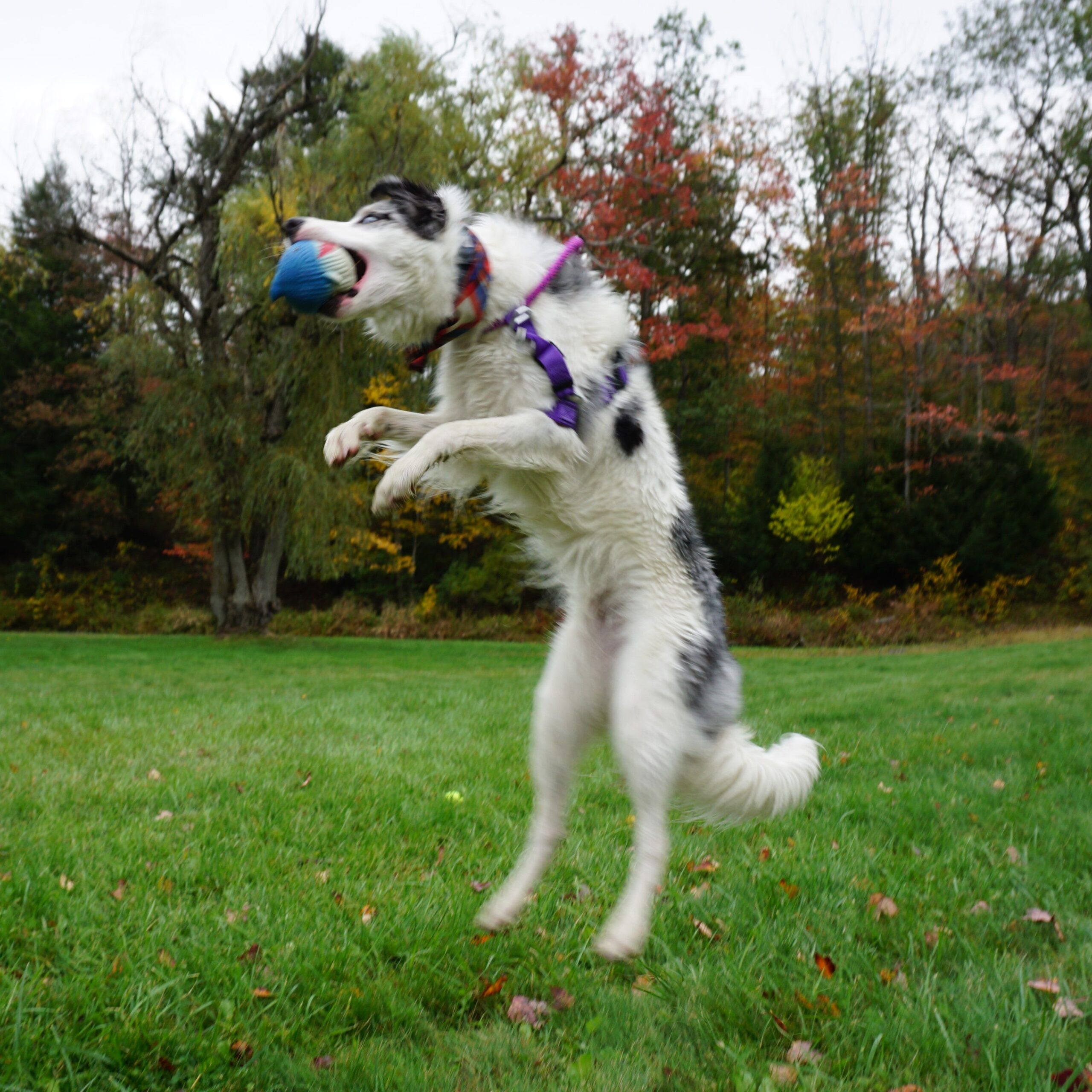 Lifestyle image of a dog in the air biting and catching Finn. Below the dog is green grass, and in the background are plenty of trees, and bushes.