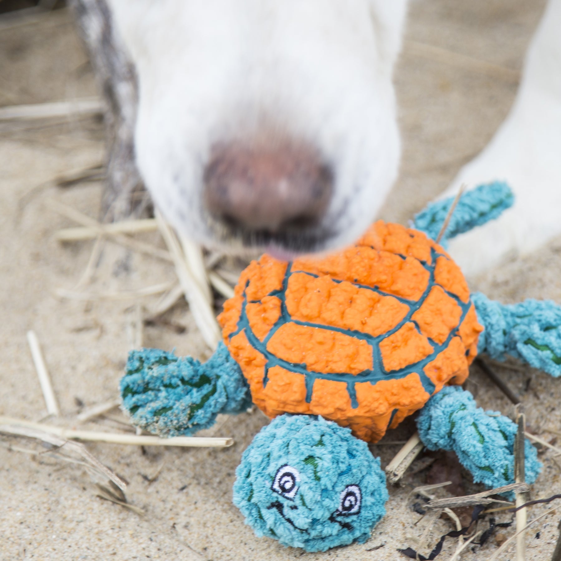 Lifestyle image of the Dude Turtle. The turtle is laying down on sand. Above the turtle is a white furred dog whose nose that's close to the camera.
