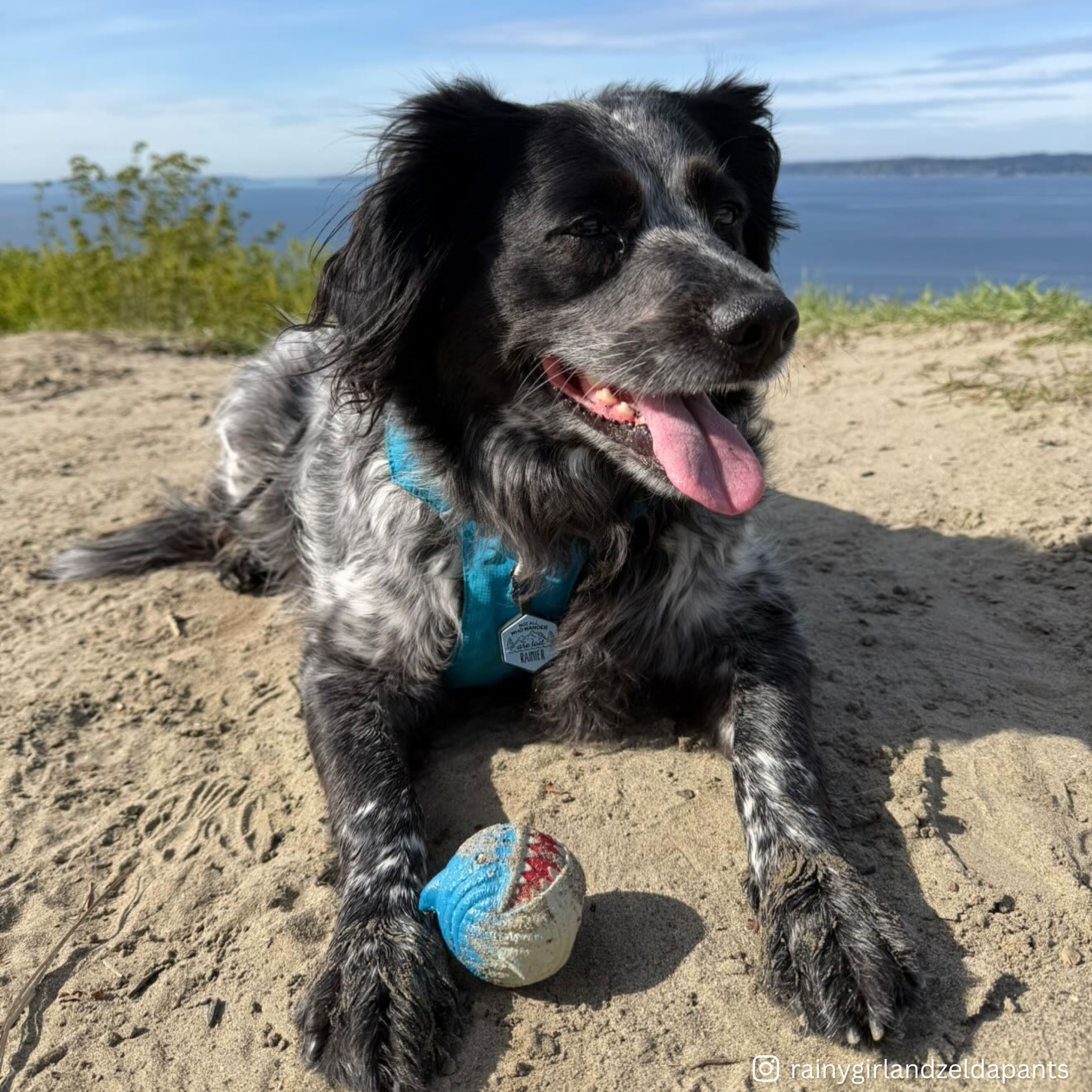 Finn the Shark Ruff-Tex® Dog Toy - Image 8