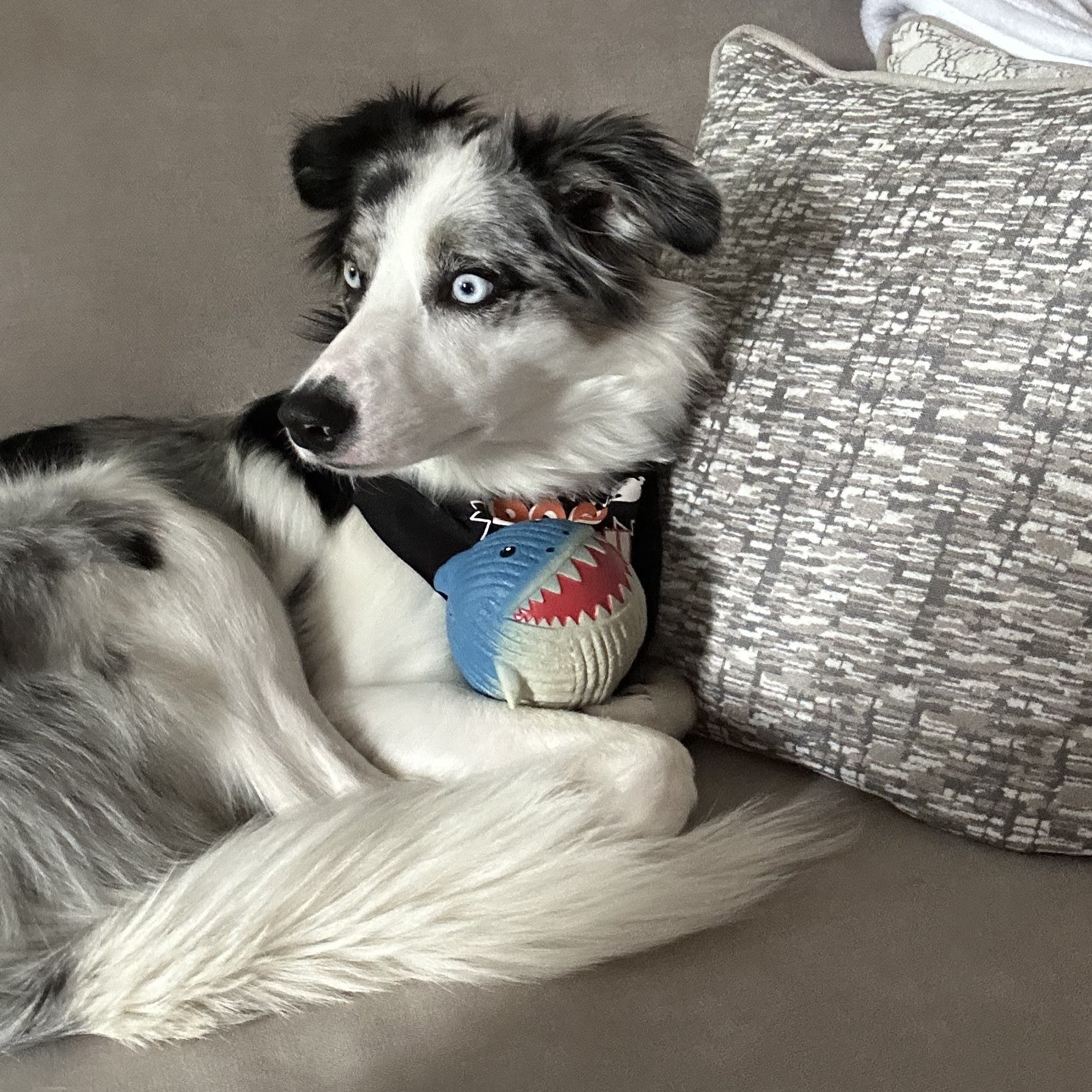 Lifestyle image of Finn the shark in the paws of a dog. The dog and Finn are on a gray cushion with gray pillows around them.