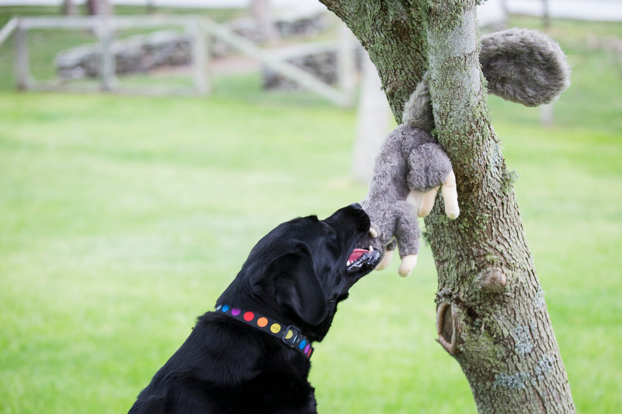 Lifestyle Image of the Feller Squirrel between a tree and a branch. With a black dog biting it on the tree inside of a park.