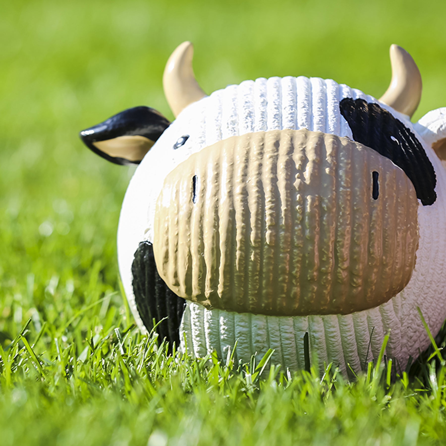 Close up lifestyle image of the Dottie cow. The cow is sitting on green grass in a field looking at the camera.