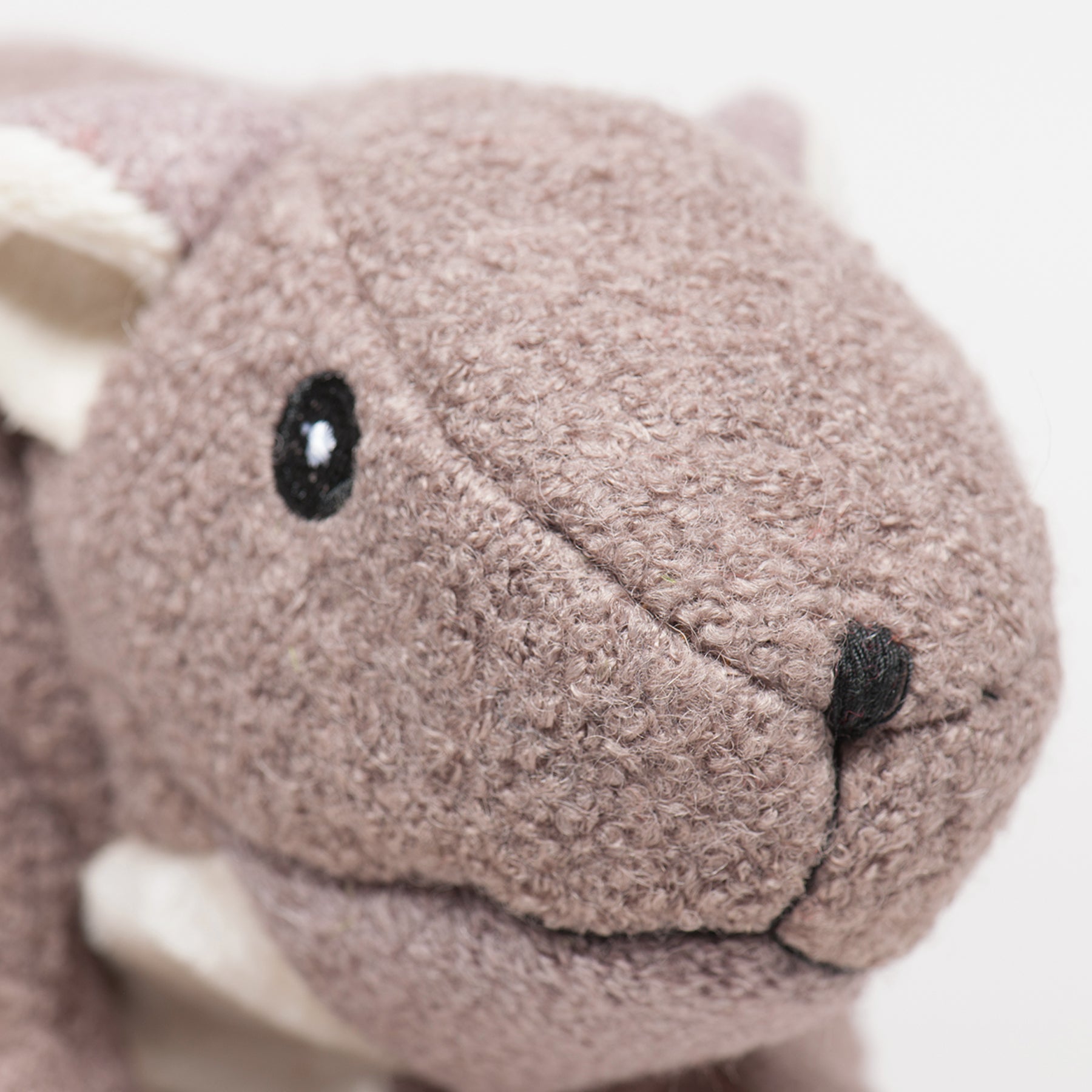 Close up image of the Feller Squirrel face from a slight left angle.