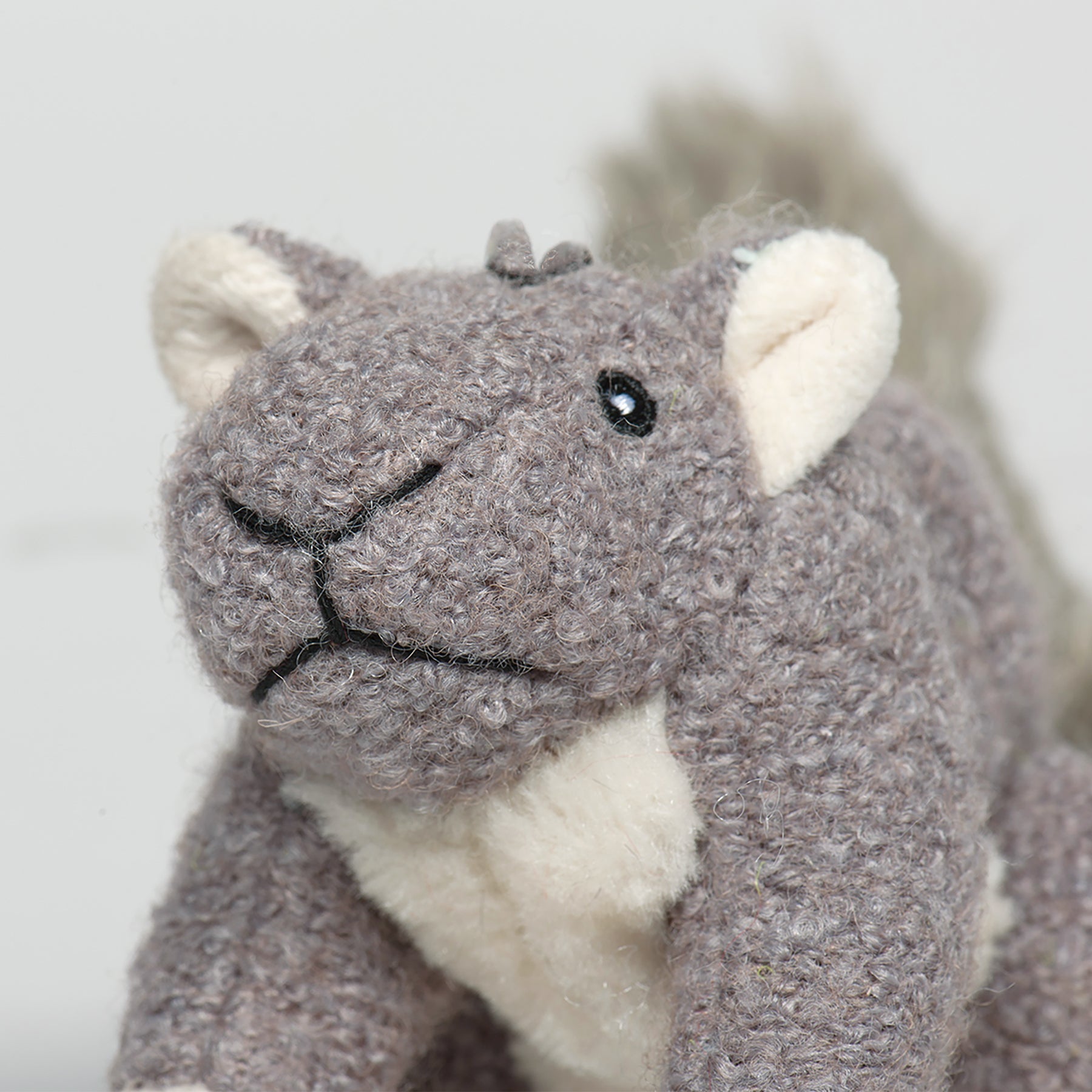 Close up image of the Fellar Squirrel's face, from a slight right angle looking at the camera.