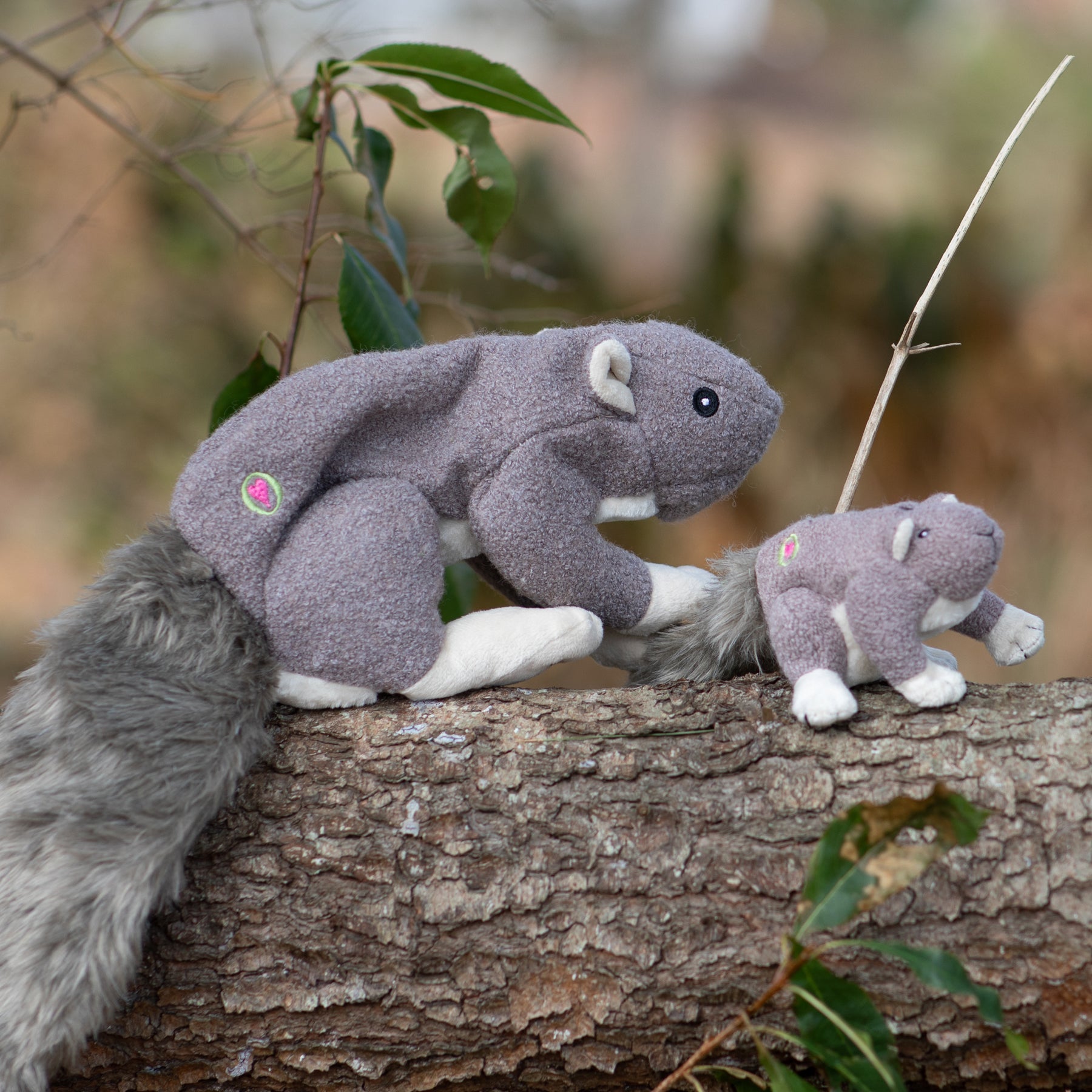 Lifestyle image of the large and small Feller Squirrel on a tree log, with leafs and sticks in the background.