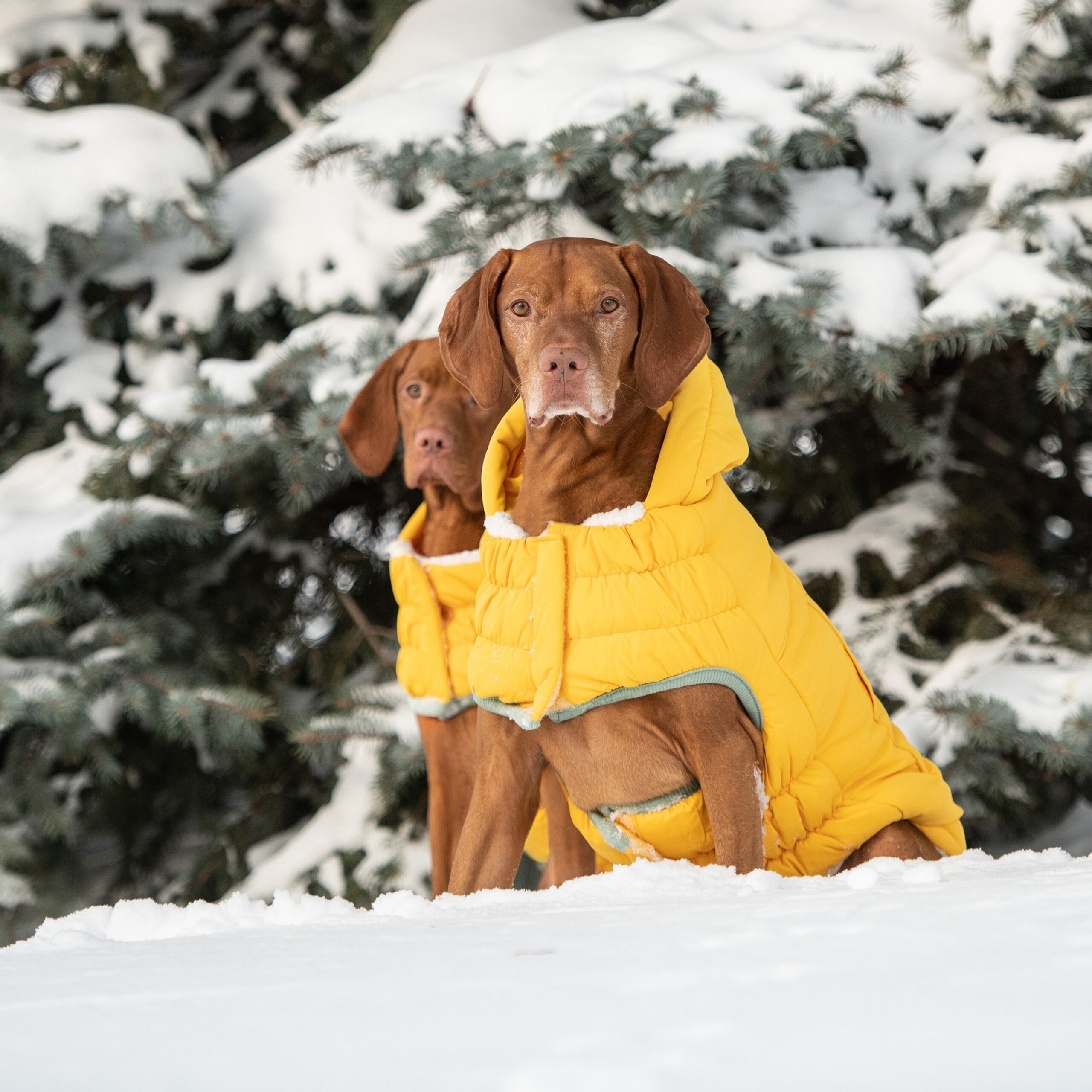 Arctic Parka - Yellow - Image 6