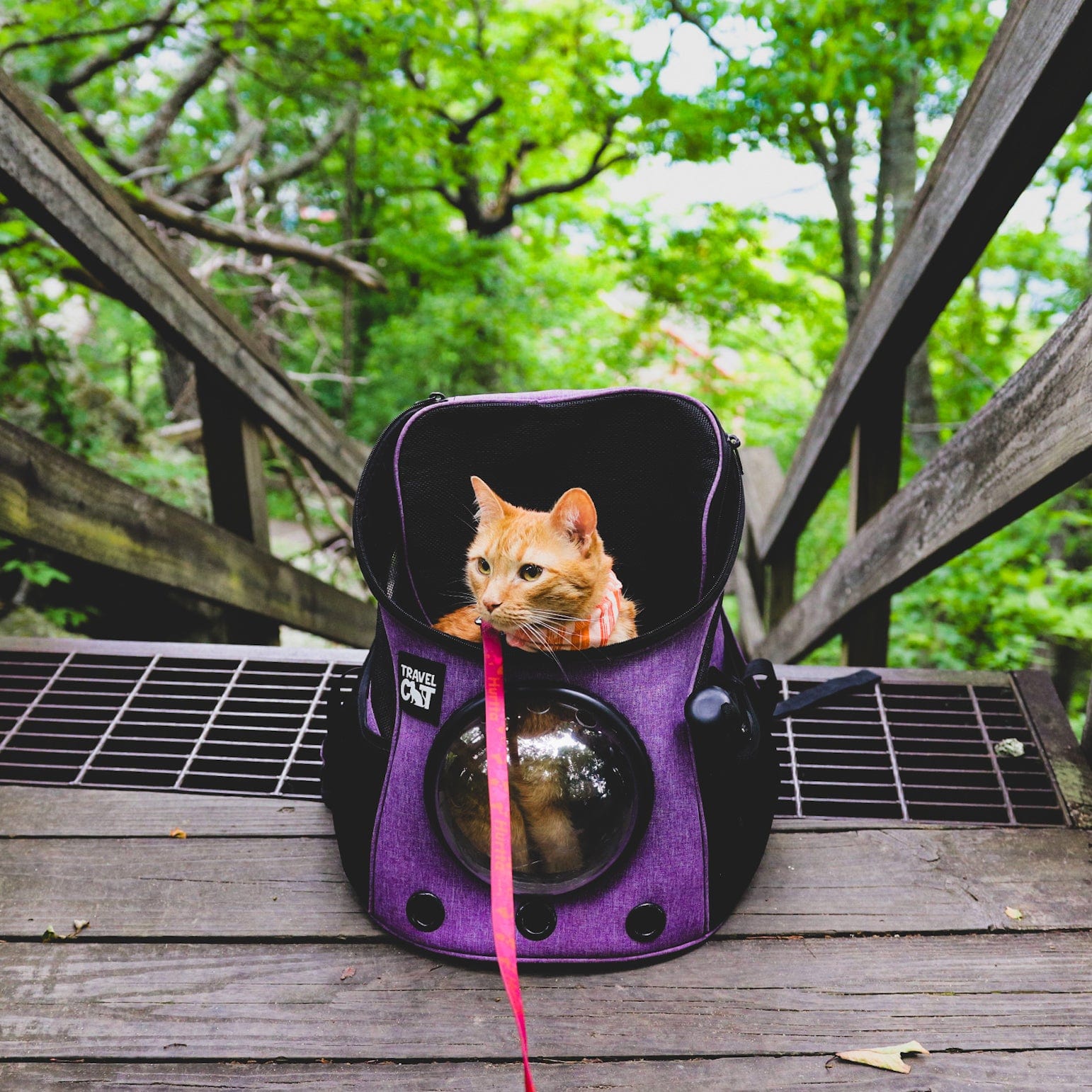 "The Fat Cat" Mini Cat Backpack - Purple - Image 5