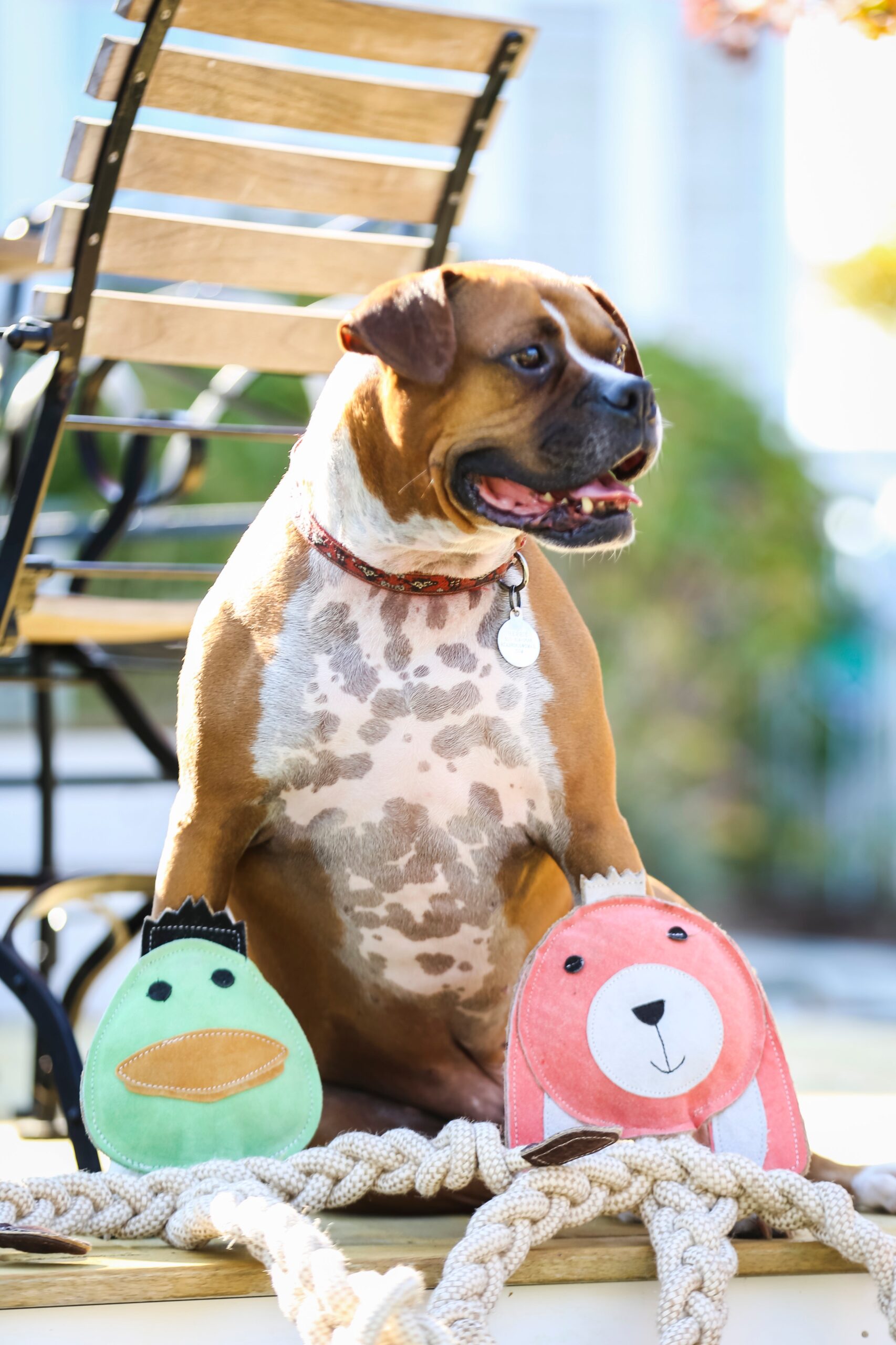 Image of a dog that's outside, with the green duck and pink bunny under his legs.