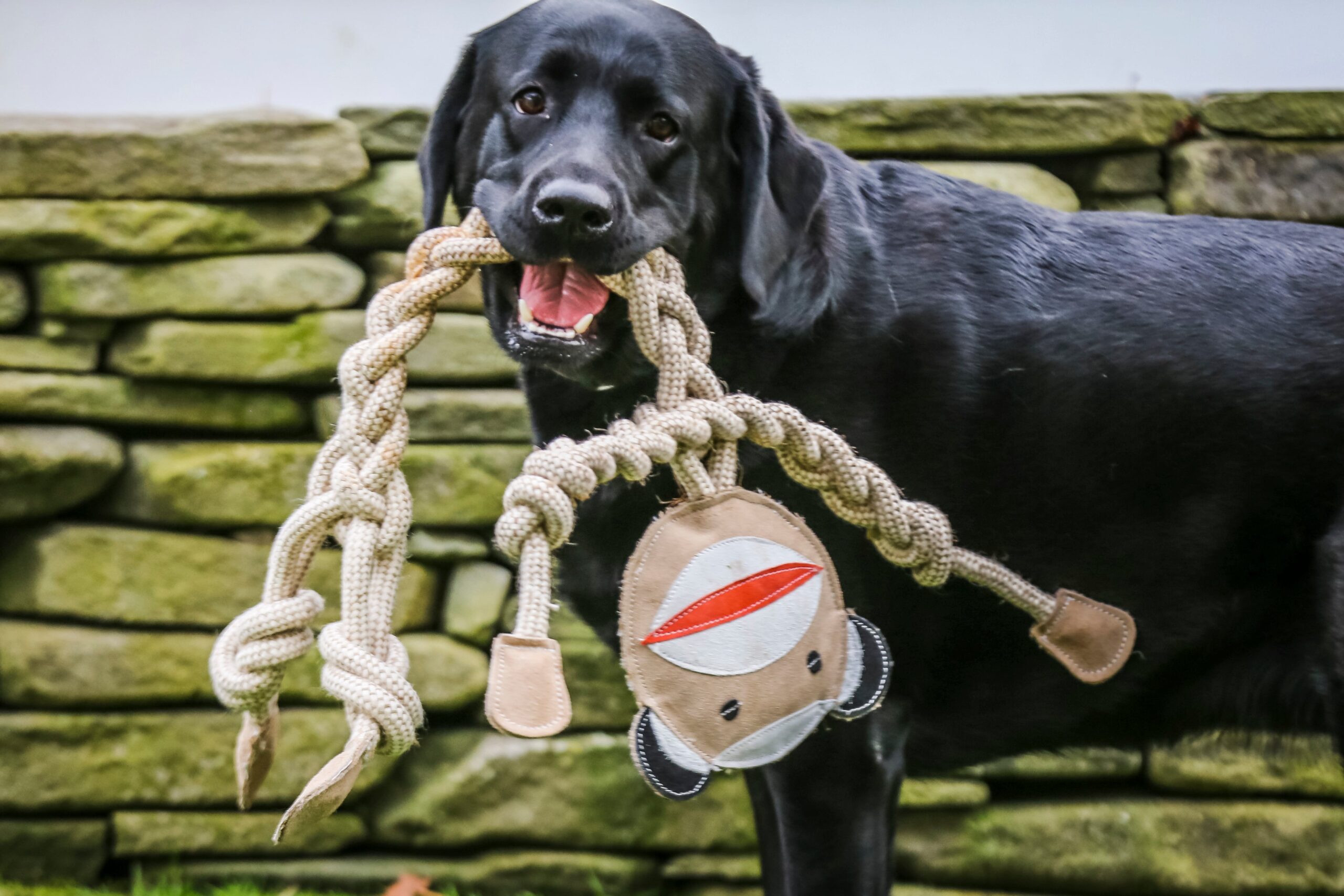 Image of a black dog smiling at the camera with the beige monkey in his mouth.