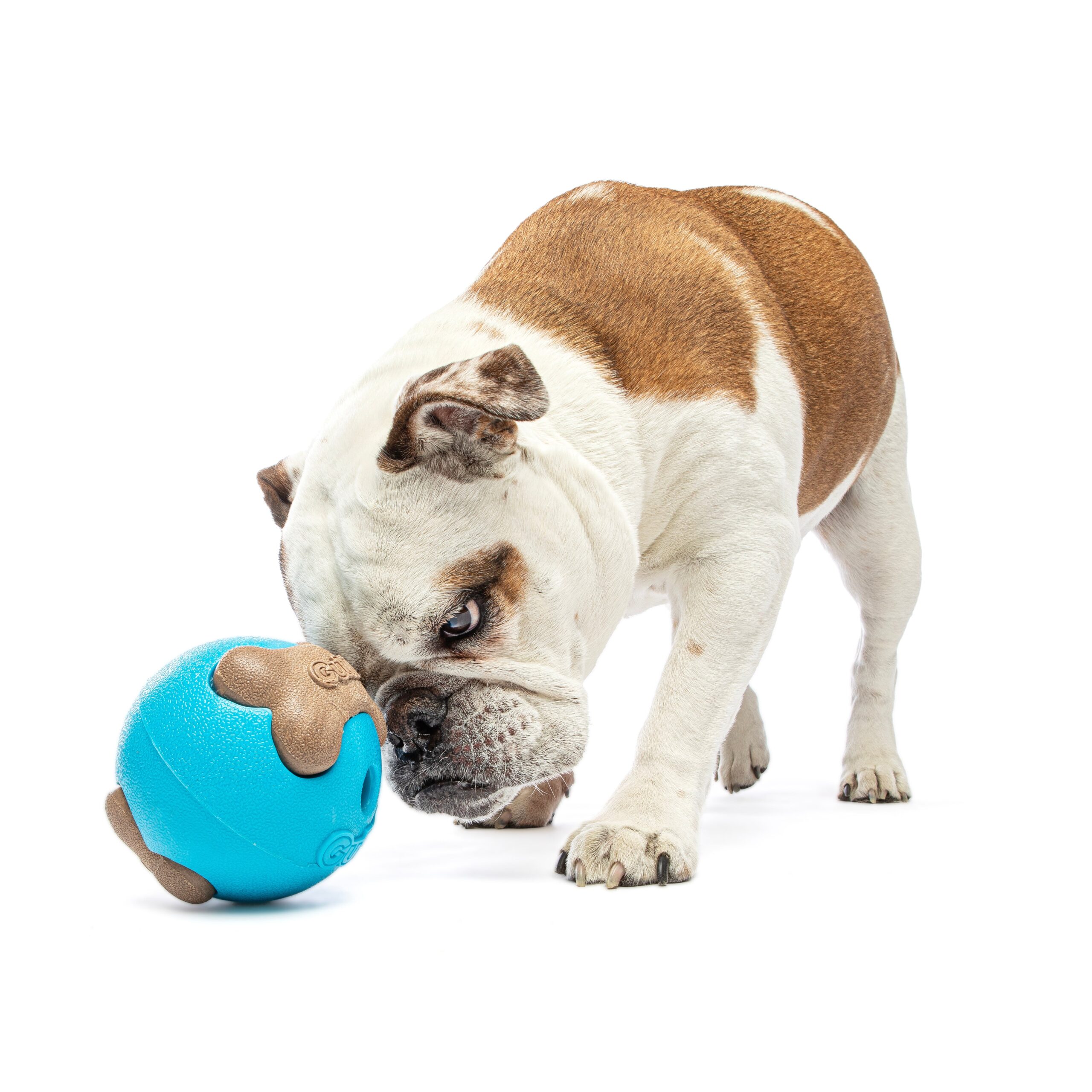 GURU Busy Ball Med/Large