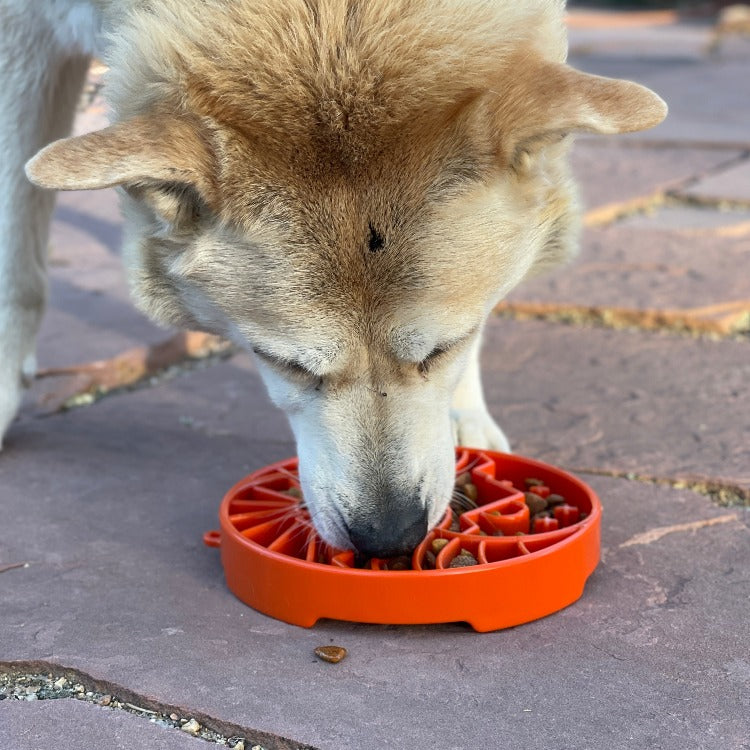 SodaPup Sun Moon eTray Shallow Slow Feeder Dog Bowl Enrichment | USA Made