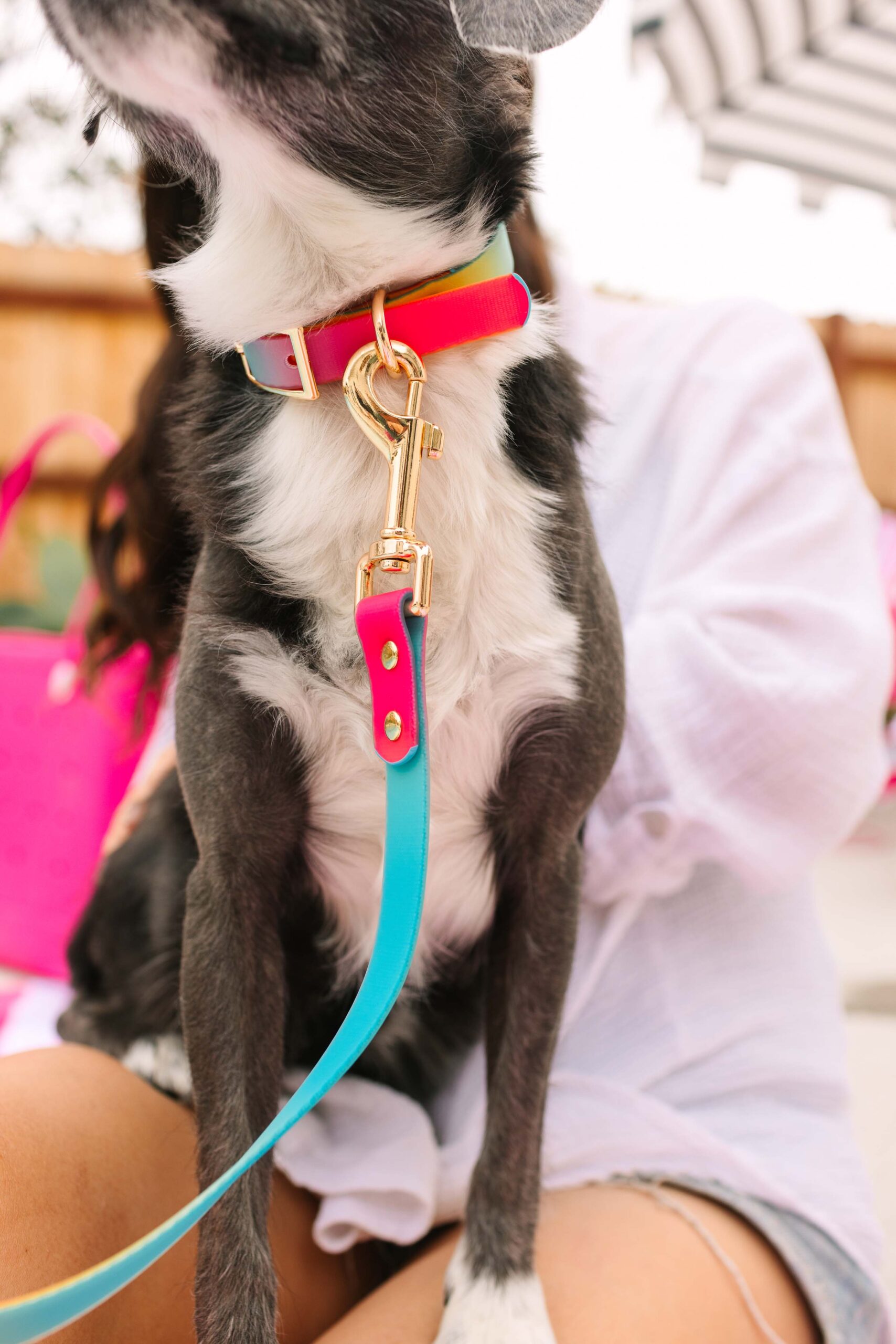 Pippa Dog Collar | Pink Papyrus