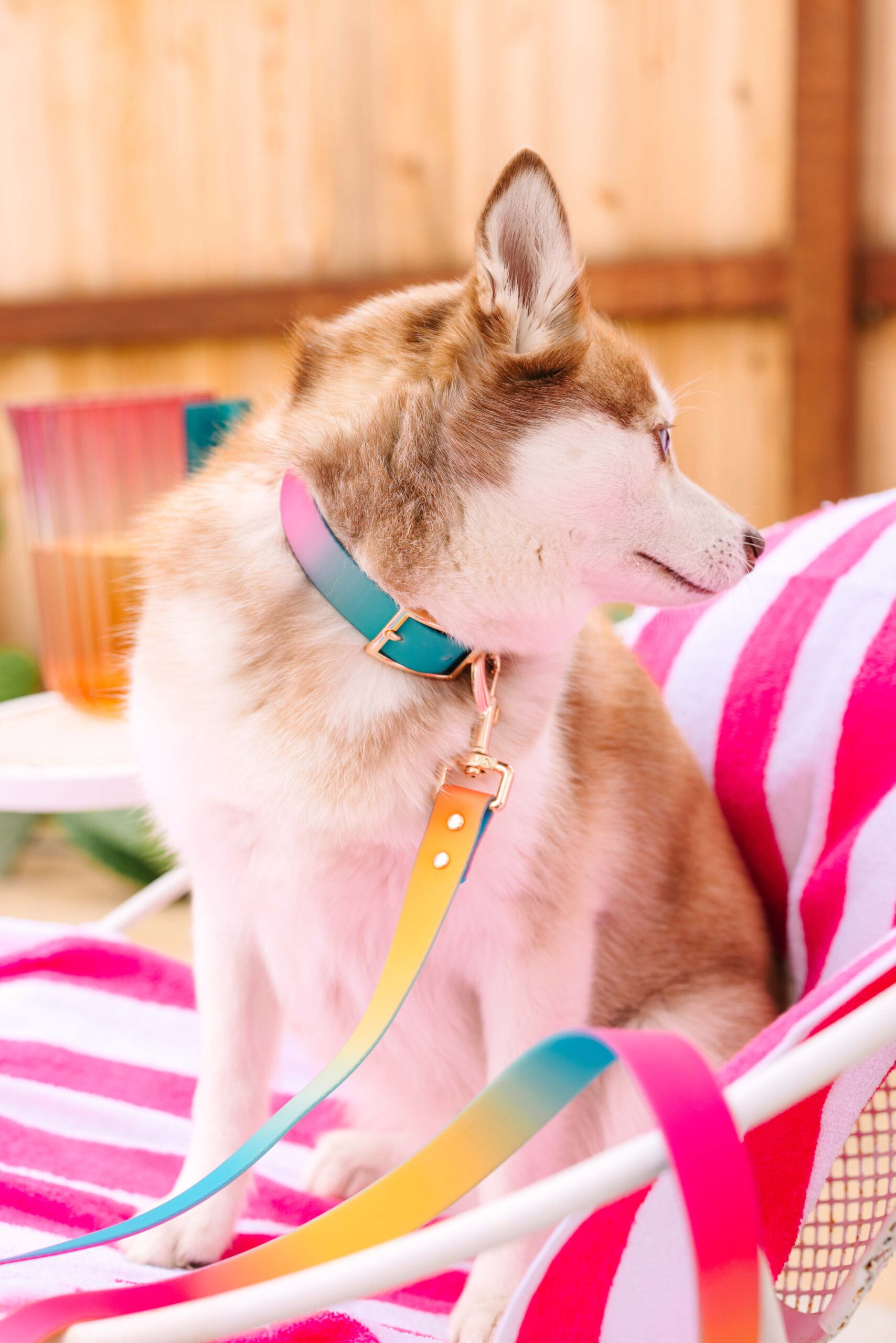 Pippa Dog Collar | Pink Papyrus
