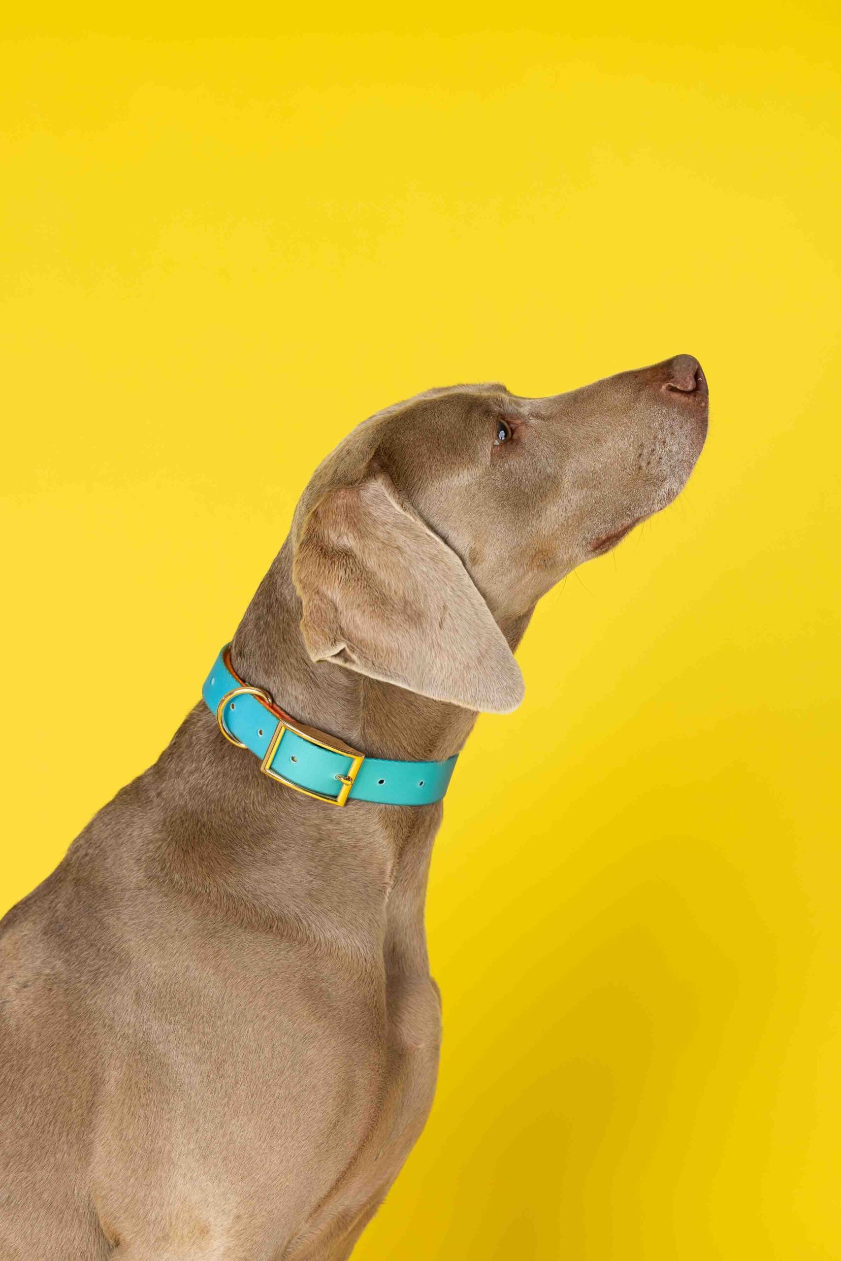 Pippa Dog Collar | Pink Papyrus